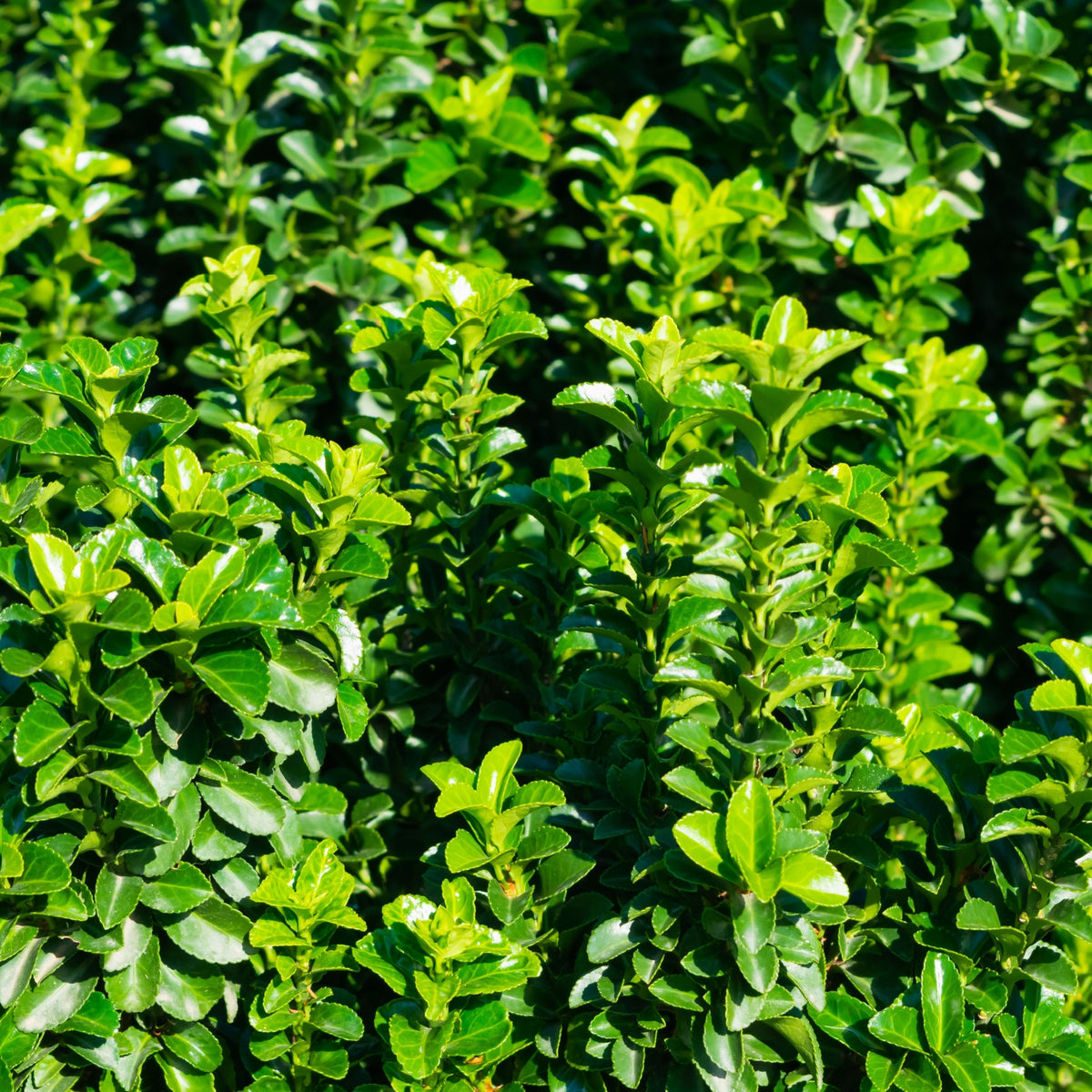 Euonymus Japonicus Jean Hugues 9cm One Click Plants euonymus-japonicus-jean-hugues-9cm-one-click-plants