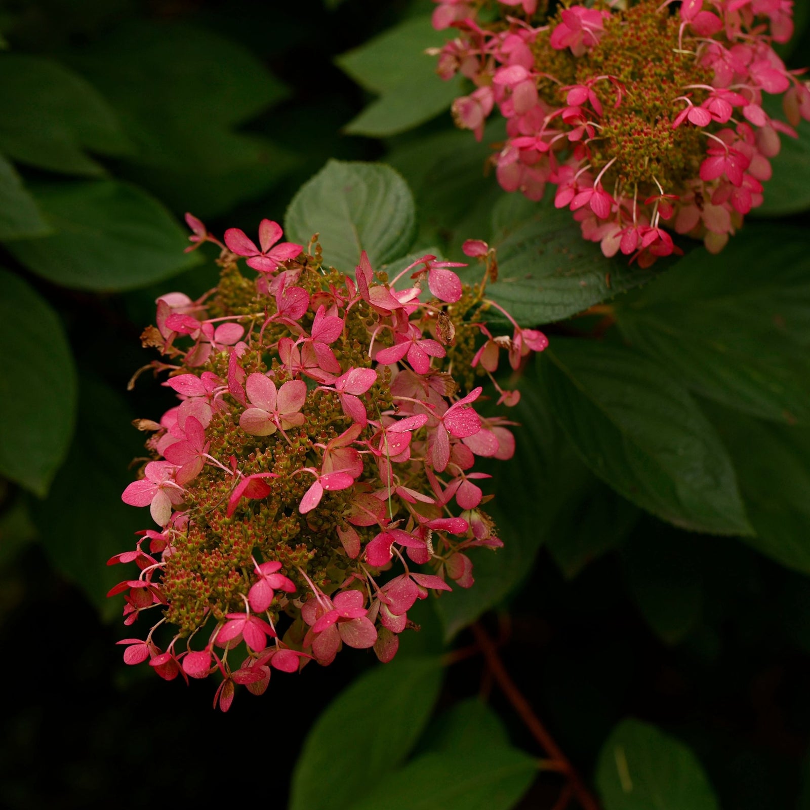A person stands in a greenhouse, smiling and holding a Hydrangea paniculata 'Ruby' 7.5L with red-pink blooms and autumn-toned leaves. Behind them are shelves displaying various plants and deciduous shrubs.