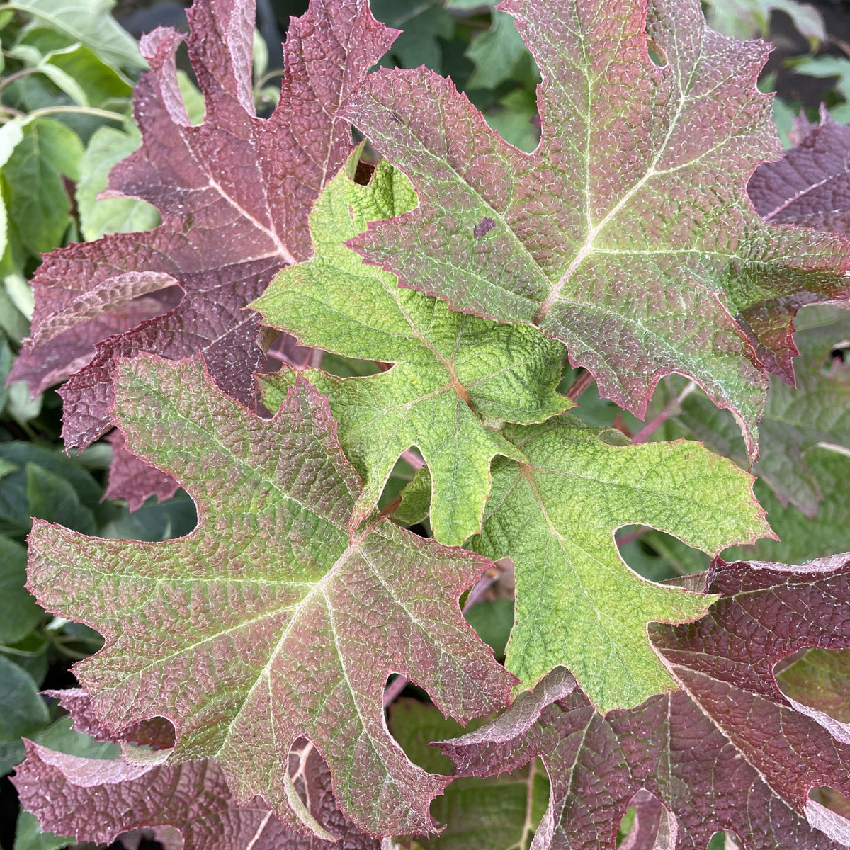 Hydrangea quercifolia &#39;Ruby Slippers&#39; 3L