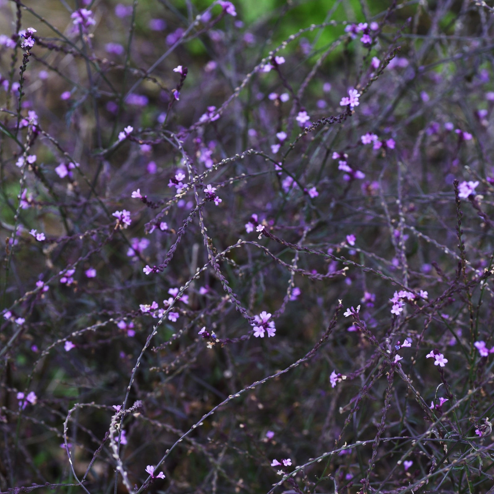 A close-up of Verbena officinalis var. grandiflora 'Bampton' flowers (9cm/2L), a pollinator-friendly herbaceous perennial with striking purple blooms.
