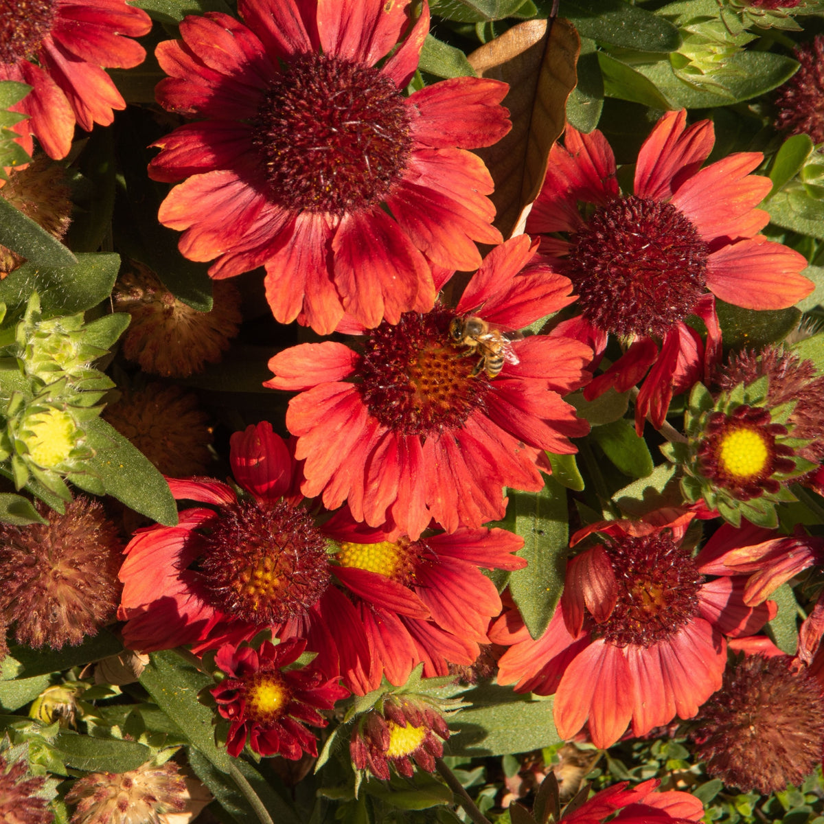 Gaillardia Arizona &#39;Red Shades&#39; 9cm Pot