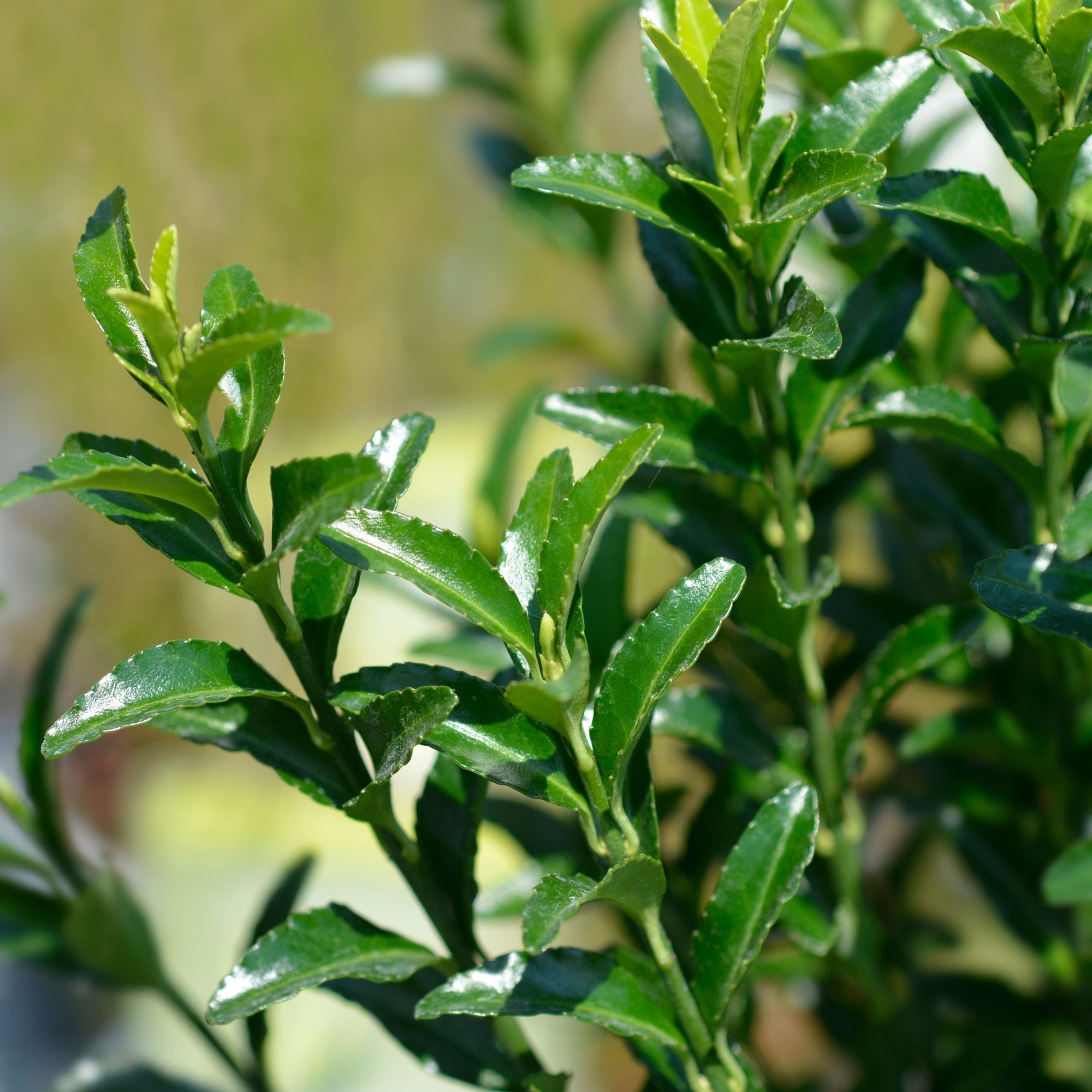 Euonymus japonicus 'Jean Hugues' 9cm