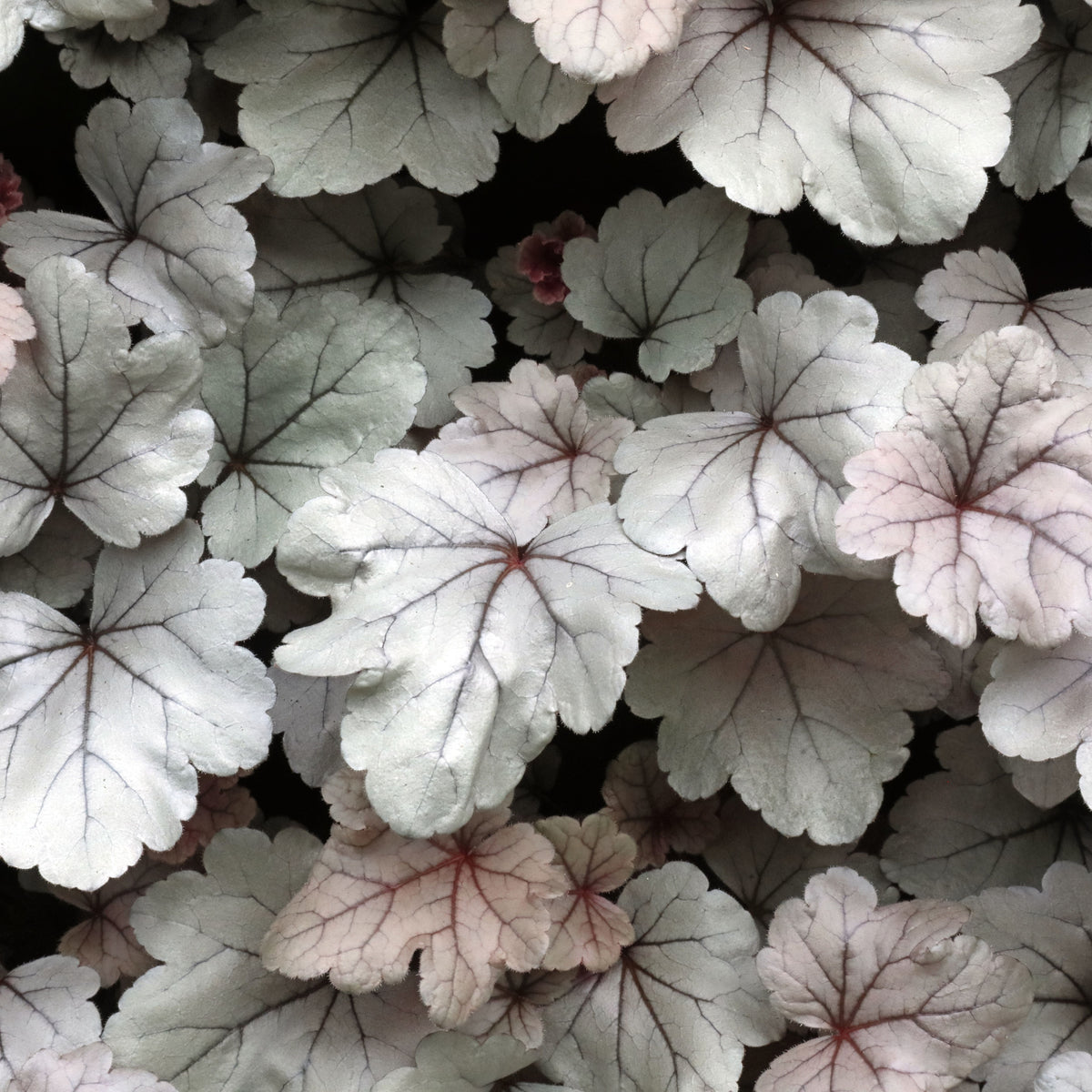 Heuchera &#39;Silver Gumdrop&#39; 2L