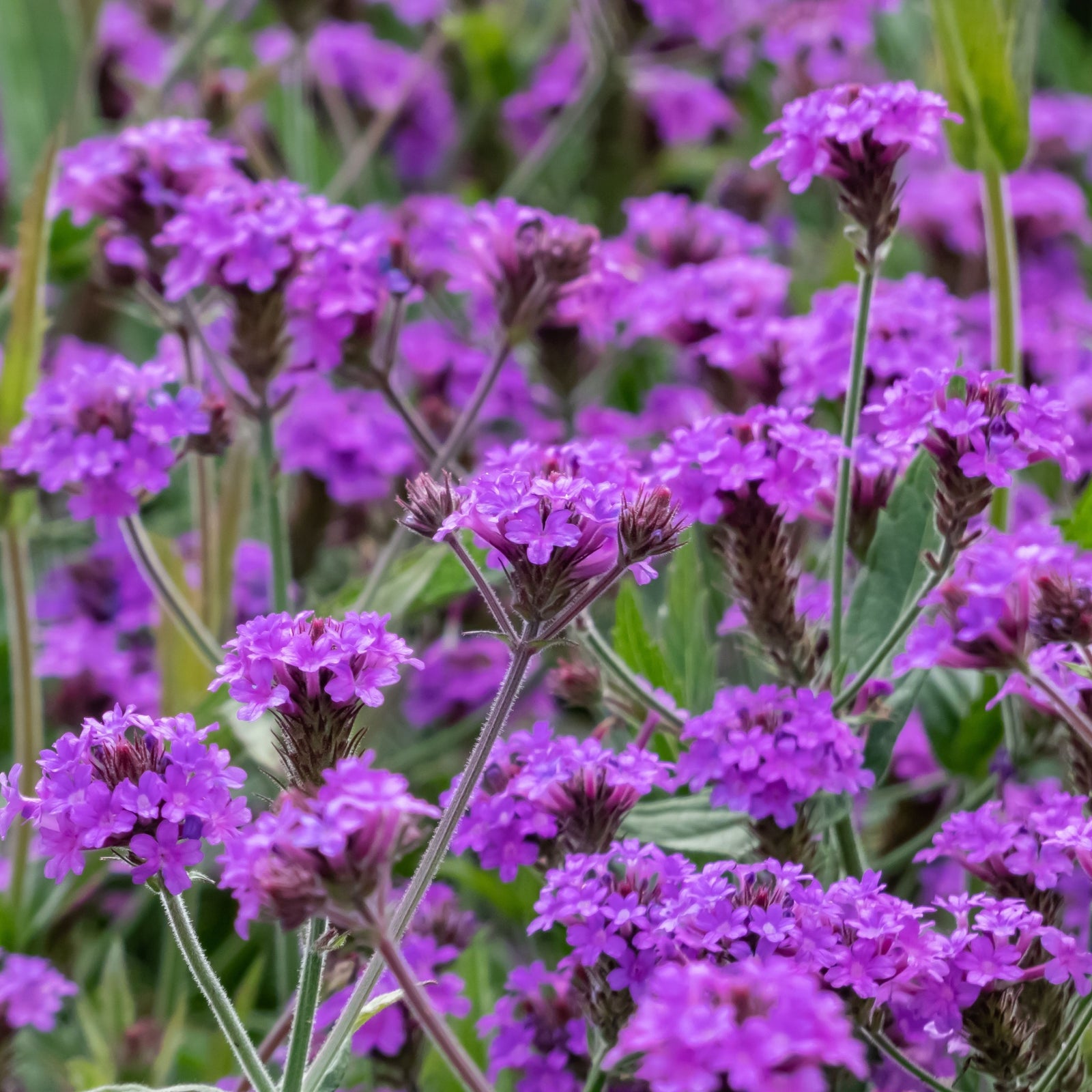 Vibrant purple Verbena 'Rigida' in 9cm, 1.5L, or 2L pots, a perennial with small petals and green stems, forms dense outdoor clusters for striking blooms.