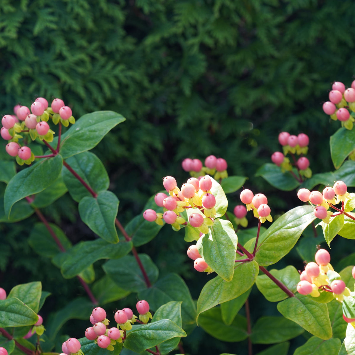 Clusters of pink berries grow on leafy green stems of the hardy Hypericum &#39;Magical Beauty&#39; 2L, shown in sunlight against a dark green, leafy background.