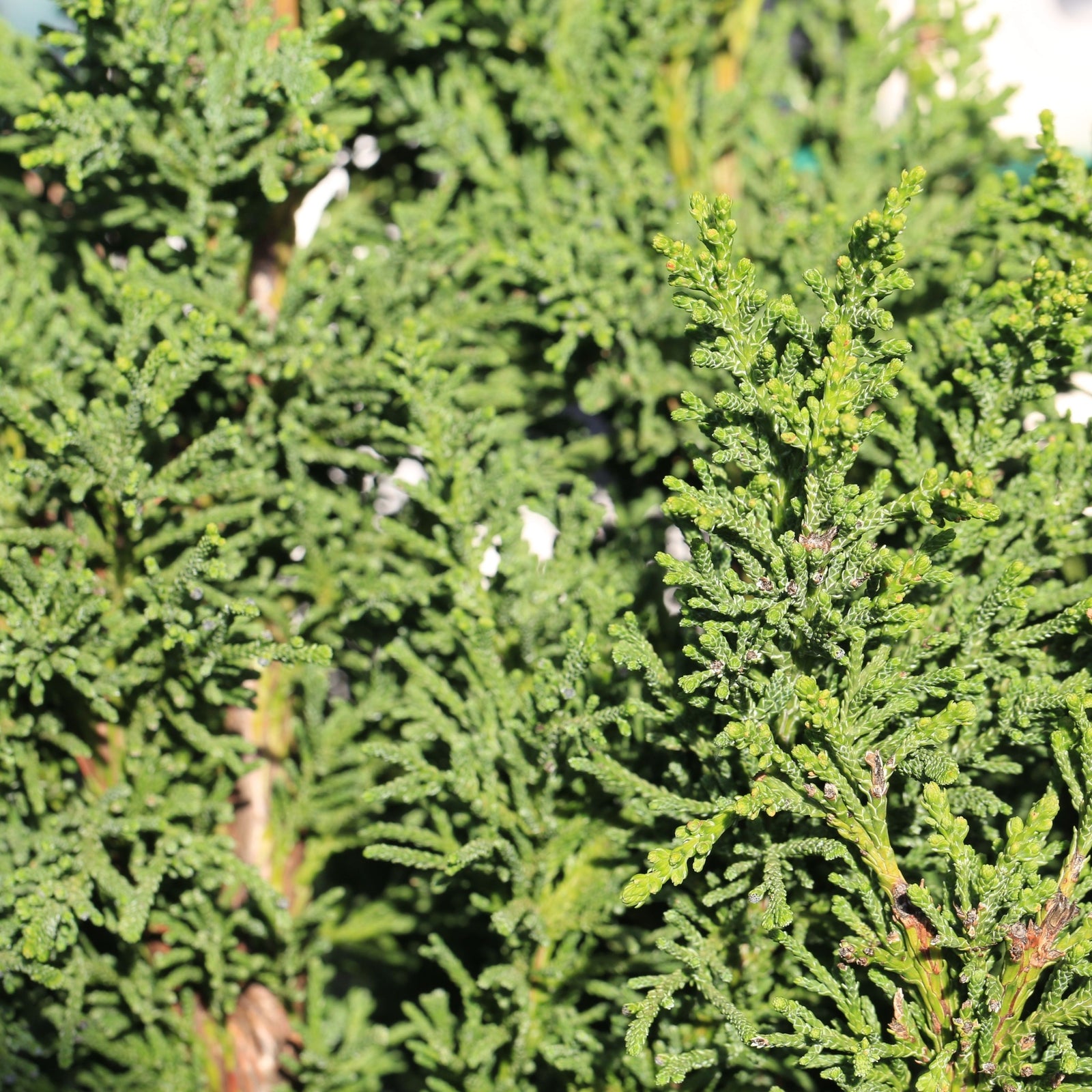 A smiling man in a One Click Plants hoodie holds a Chamaecyparis obtusa 'Draht' 2L (40-50cm inc. pot) in a greenhouse, with shelves of similar potted evergreens stacked behind him.