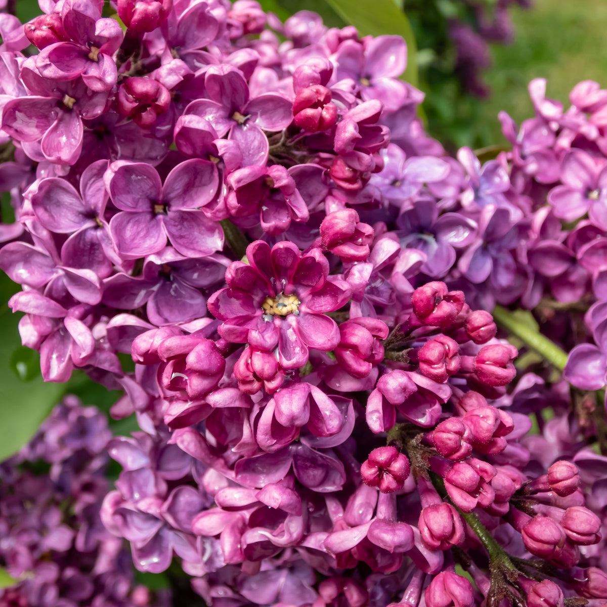 Close-up of Syringa vulgaris &#39;Andenken an Ludwig Spath&#39; 2L in full bloom, showing clusters of fragrant purple and magenta petals with a few green leaves in the background.