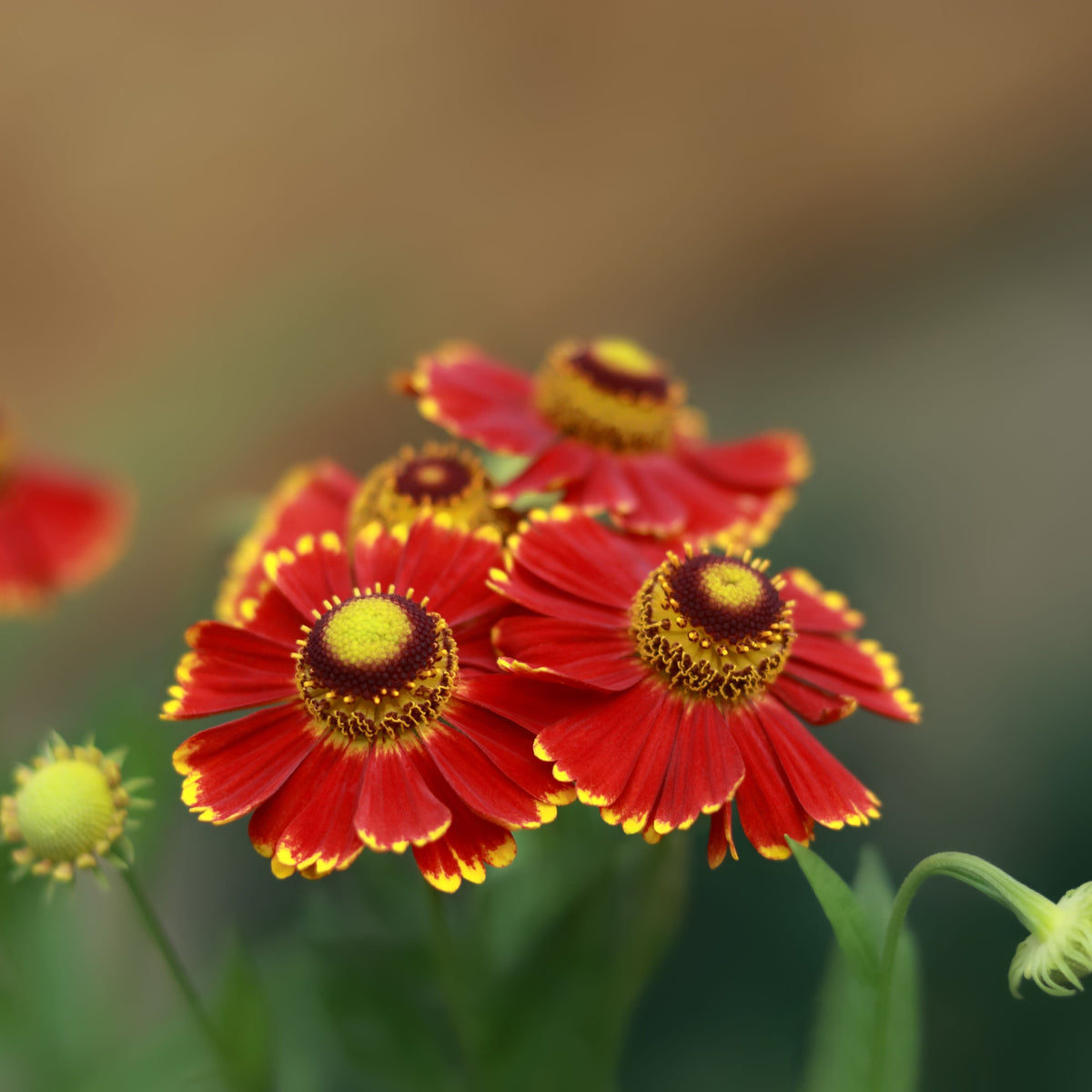 Helenium autumnale &#39;HayDay Red Bicolor&#39; 9cm