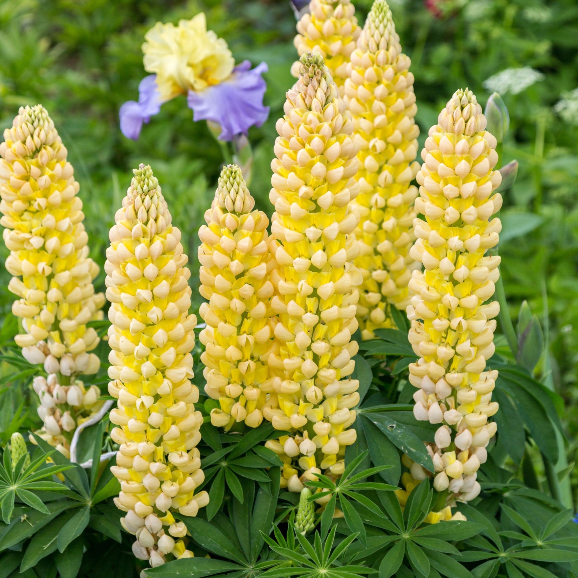 Lupin Legendary Yellow Shades 3L