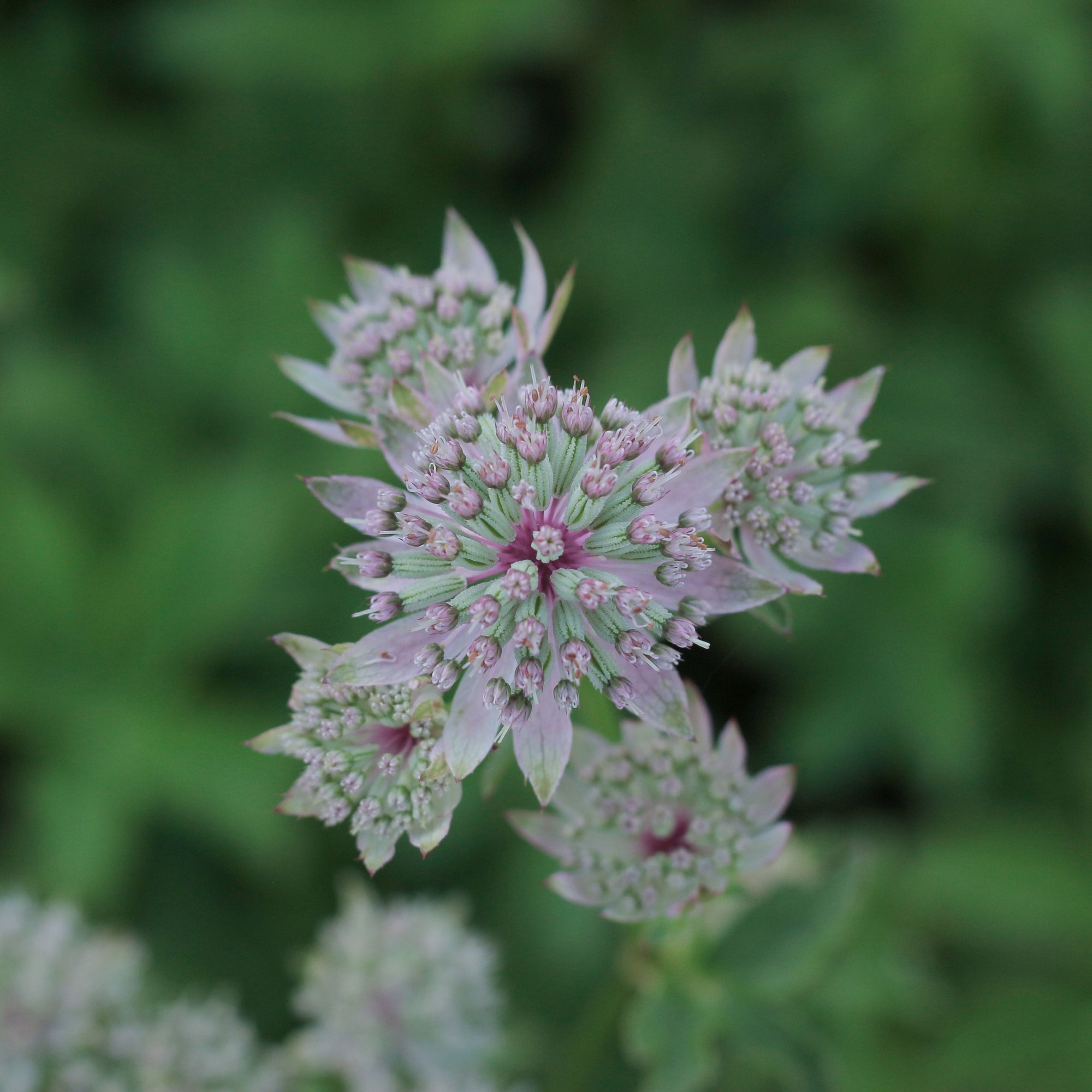 Astrantia 'Florence'  2L