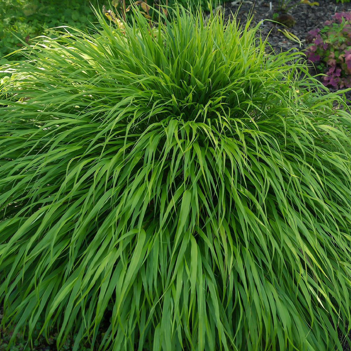 Hakonechloa macra Grass 9cm / 2L forms a dense, rounded clump of bright green, slender blades and adds an elegant ornamental touch to garden settings.
