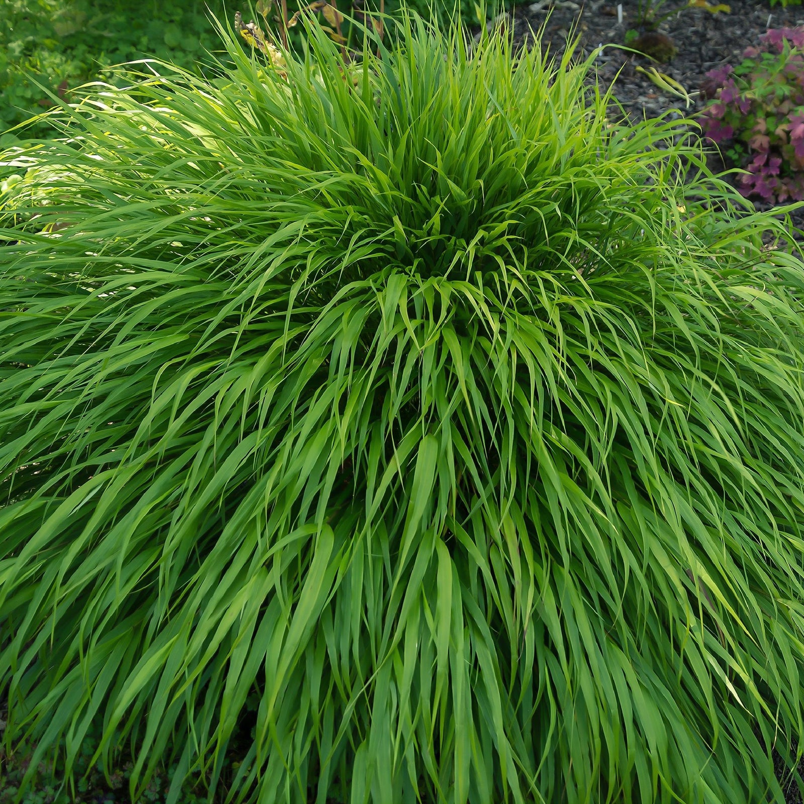 A group of green plants, including Hakonechloa macra Grass 9cm / 2L, an elegant ornamental variety known for its decorative foliage.