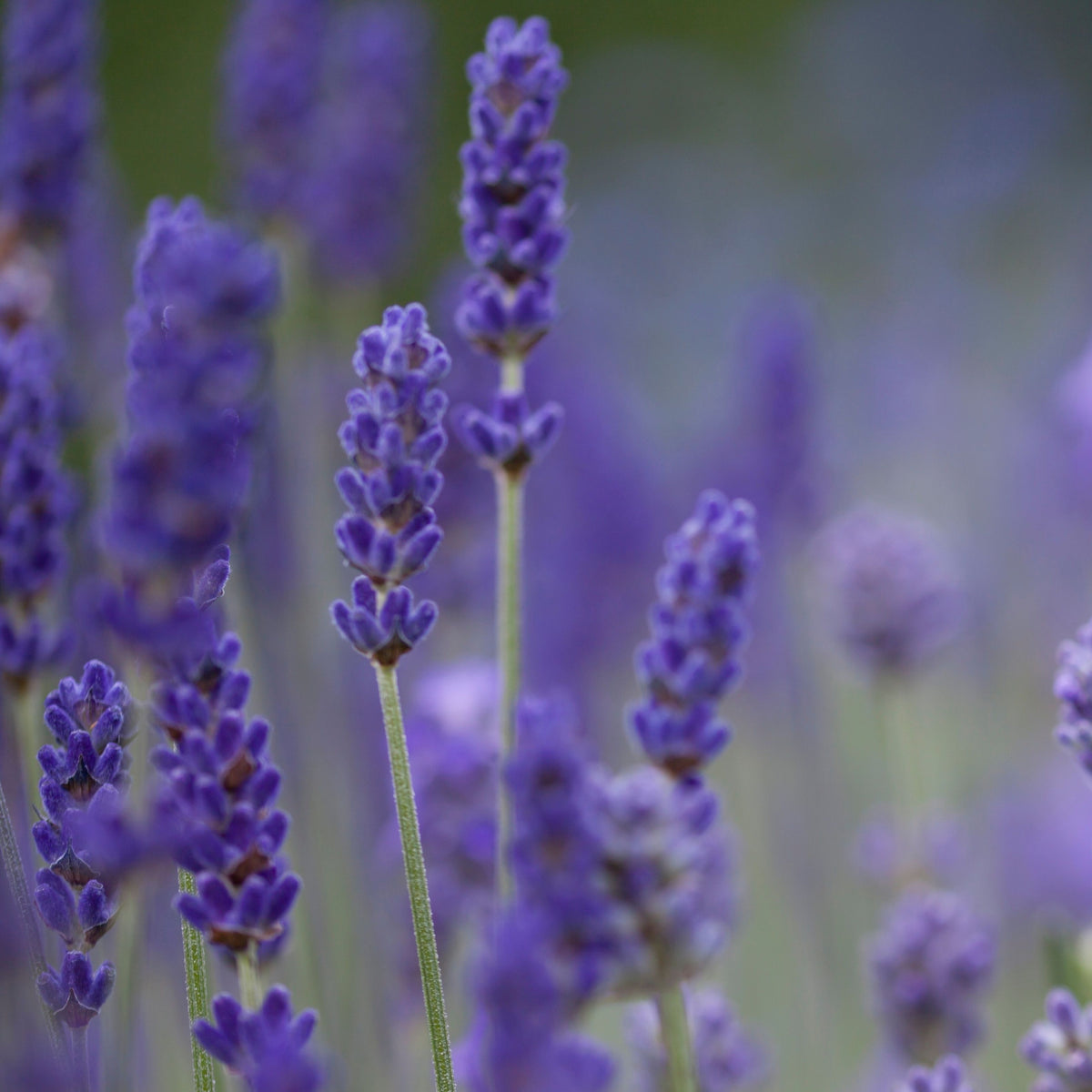 Close-up of Lavender angustifolia &#39;Blue Scent&#39; 9cm, a drought-tolerant plant with fragrant purple petals and green stems, set against a softly blurred backdrop of more lavender for a calm, serene effect.