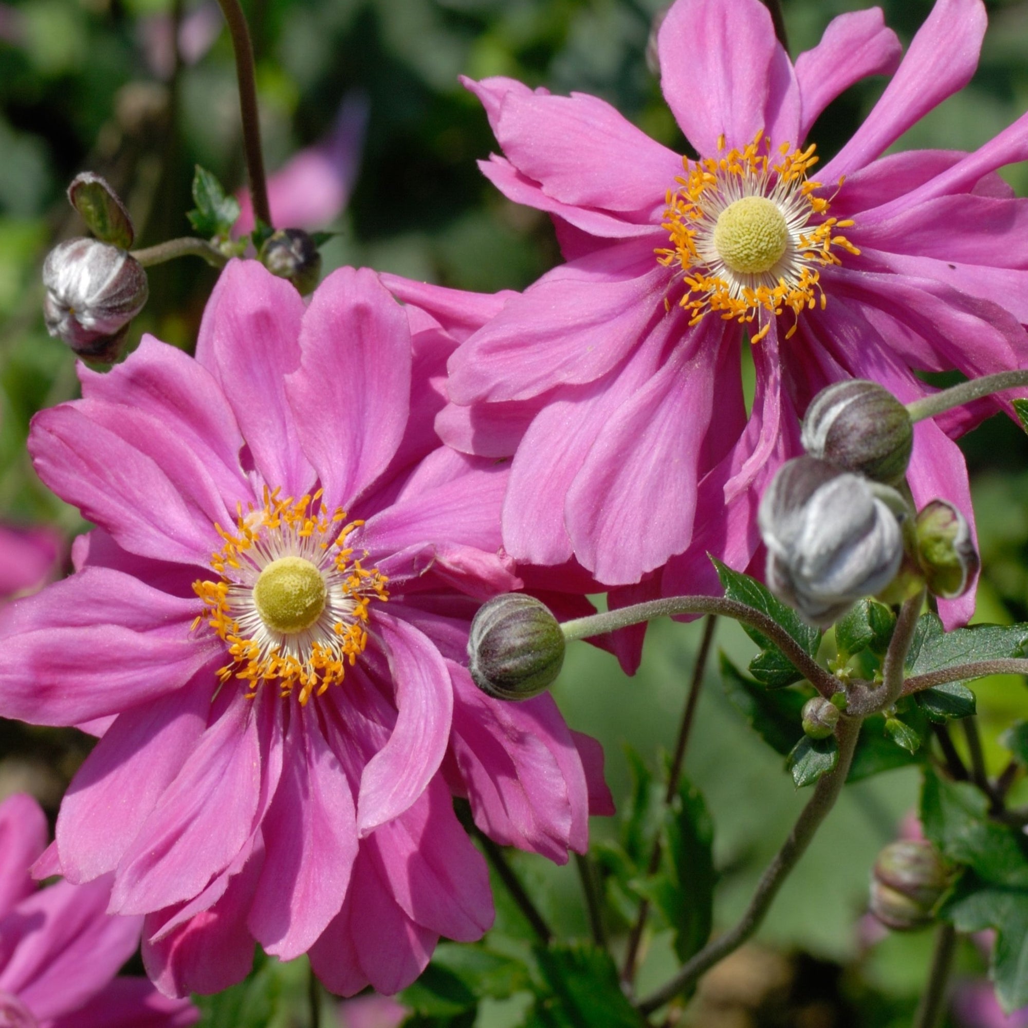 4 x Mixed Perennials – Pink, White & Purple | 9cm Pots
