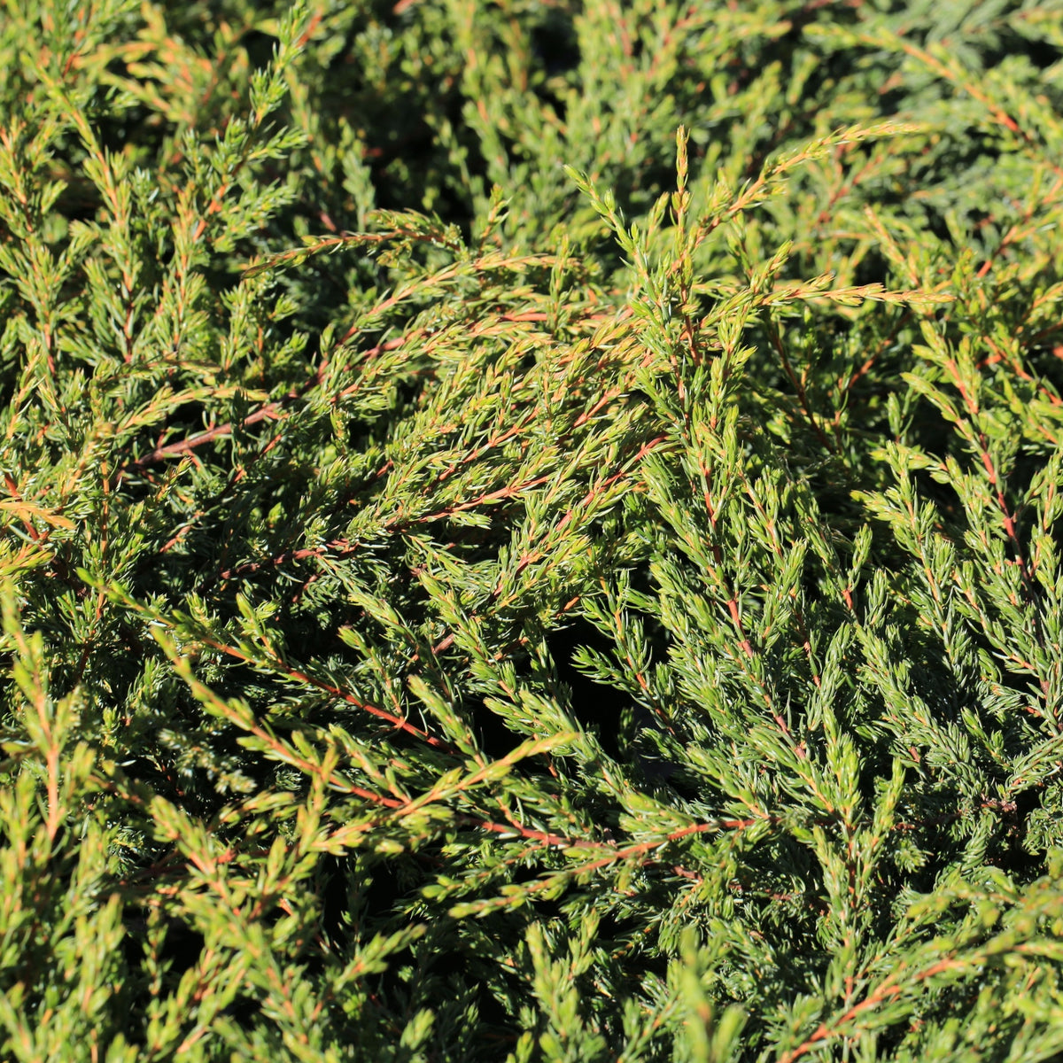 Juniperus communis &#39;Repanda&#39; 2L