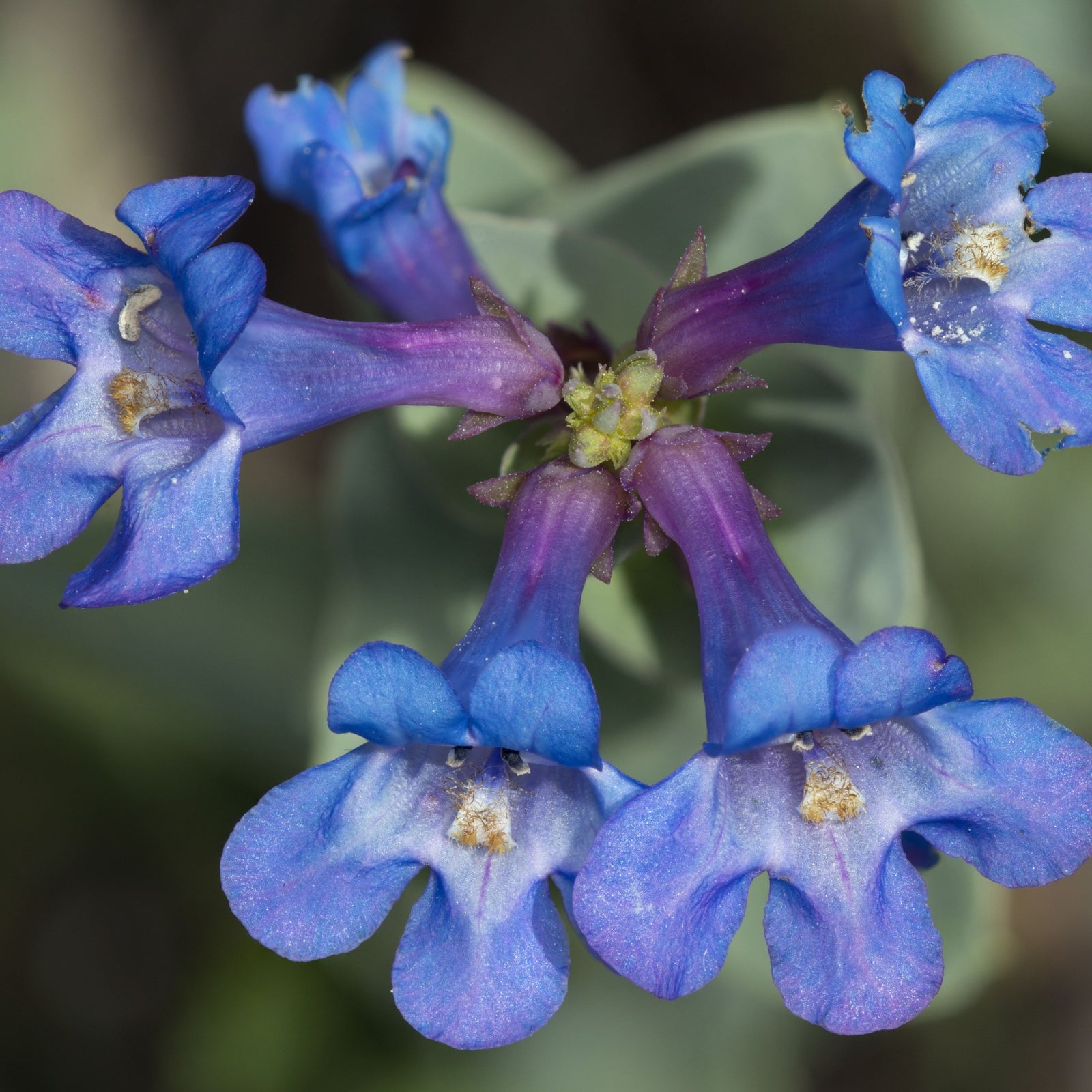 A close-up of Penstemon 'Heavenly Blue' 9cm, a blue perennial with clusters of small blossoms on tall green stems, shown in sunlight against a soft, green background.