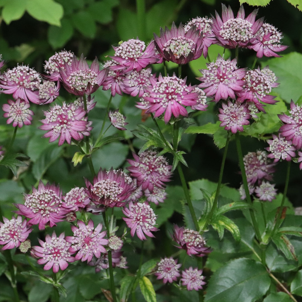 Astrantia major &#39;Venice&#39; 2L features clusters of star-shaped pink flowers with intricate centers and lush green foliage, adding charm and color to cottage gardens as a delightful herbaceous perennial.