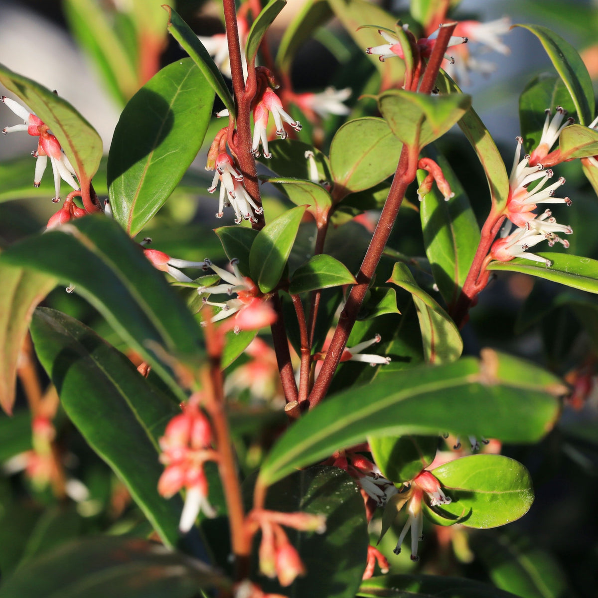 Sarcococca hookeriana &#39;Winter Gem&#39; 9cm / 2L