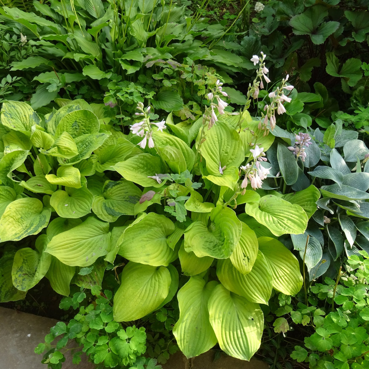 Hosta &#39;Guacamole&#39; 9cm