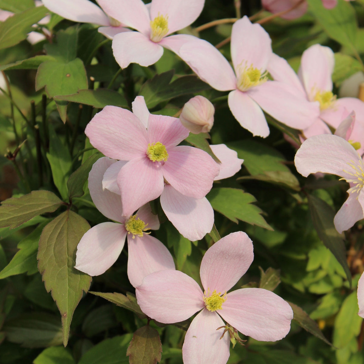 Clematis montana &#39;Tetrarose&#39; 60cm