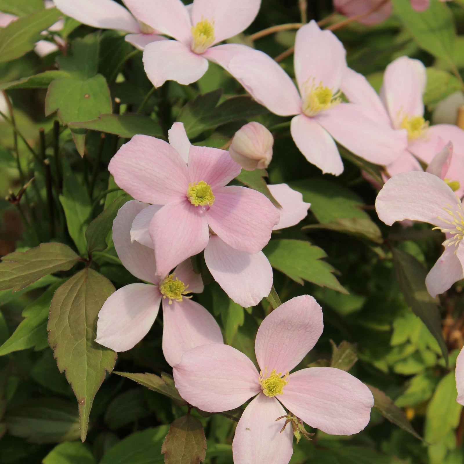 Clematis montana 'Tetrarose' 60cm