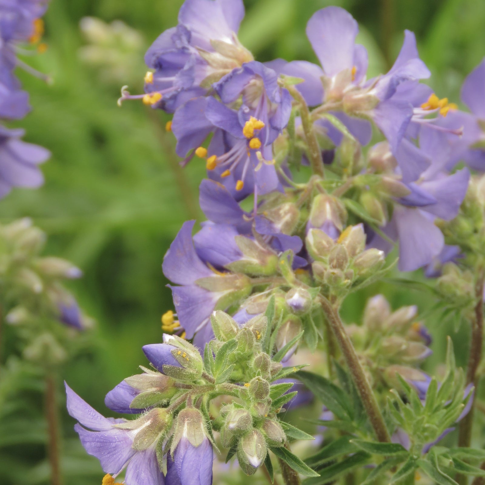 Polemonium 'Golden Feathers' (Jacobs Ladder) 9cm