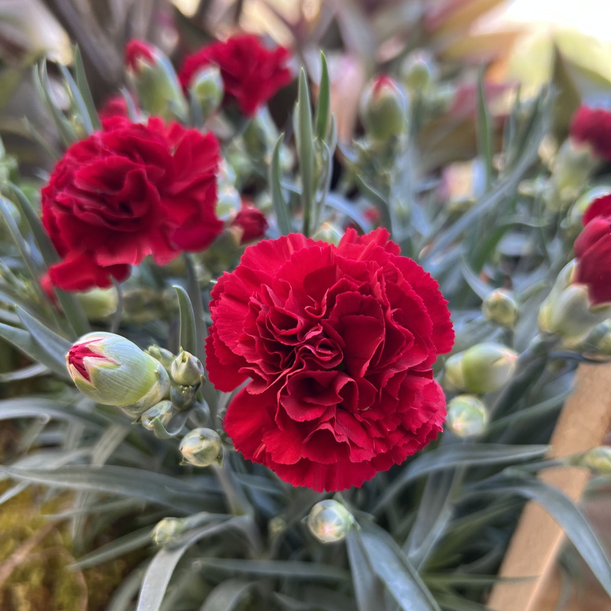 Dianthus &#39;Dash Crimson&#39; 9cm