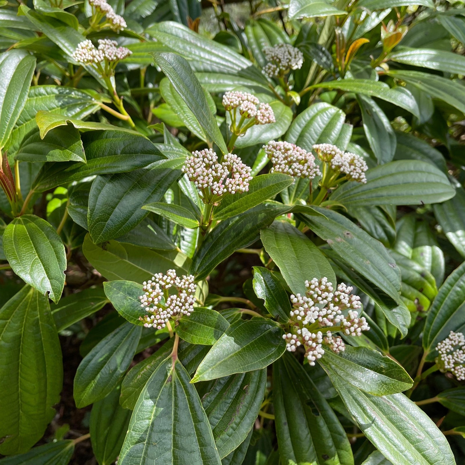 Viburnum davidii 9cm