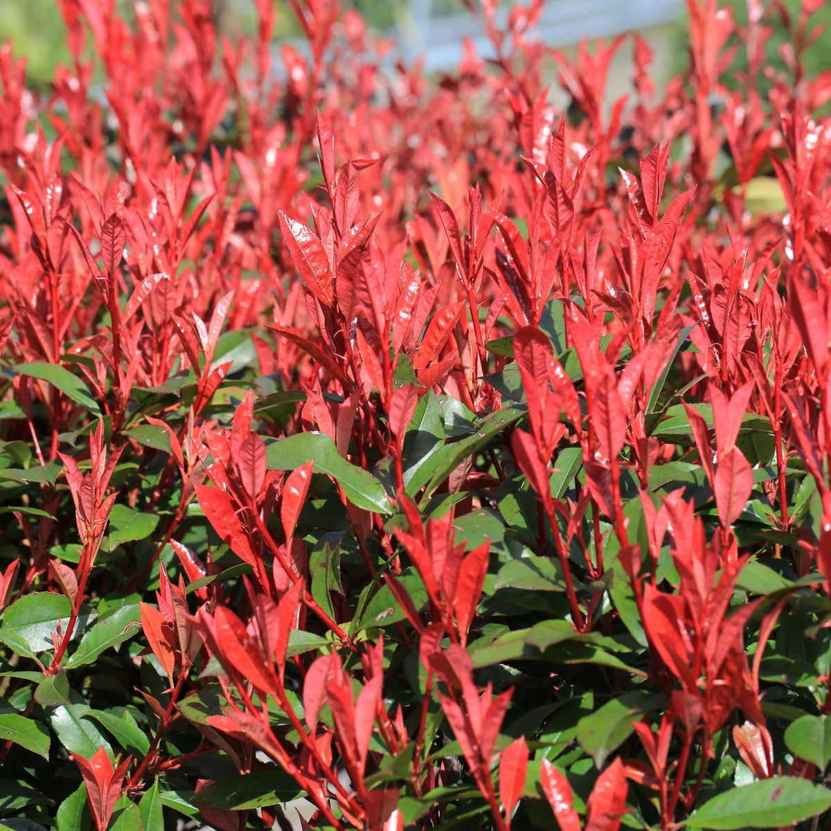 Photinia fraseri &#39;Robusta Compacta&#39; 5L (70-80cm) is a dense evergreen shrub with striking red young leaves and glossy green foliage, perfect for adding vibrant color as a compact hedge in your garden.