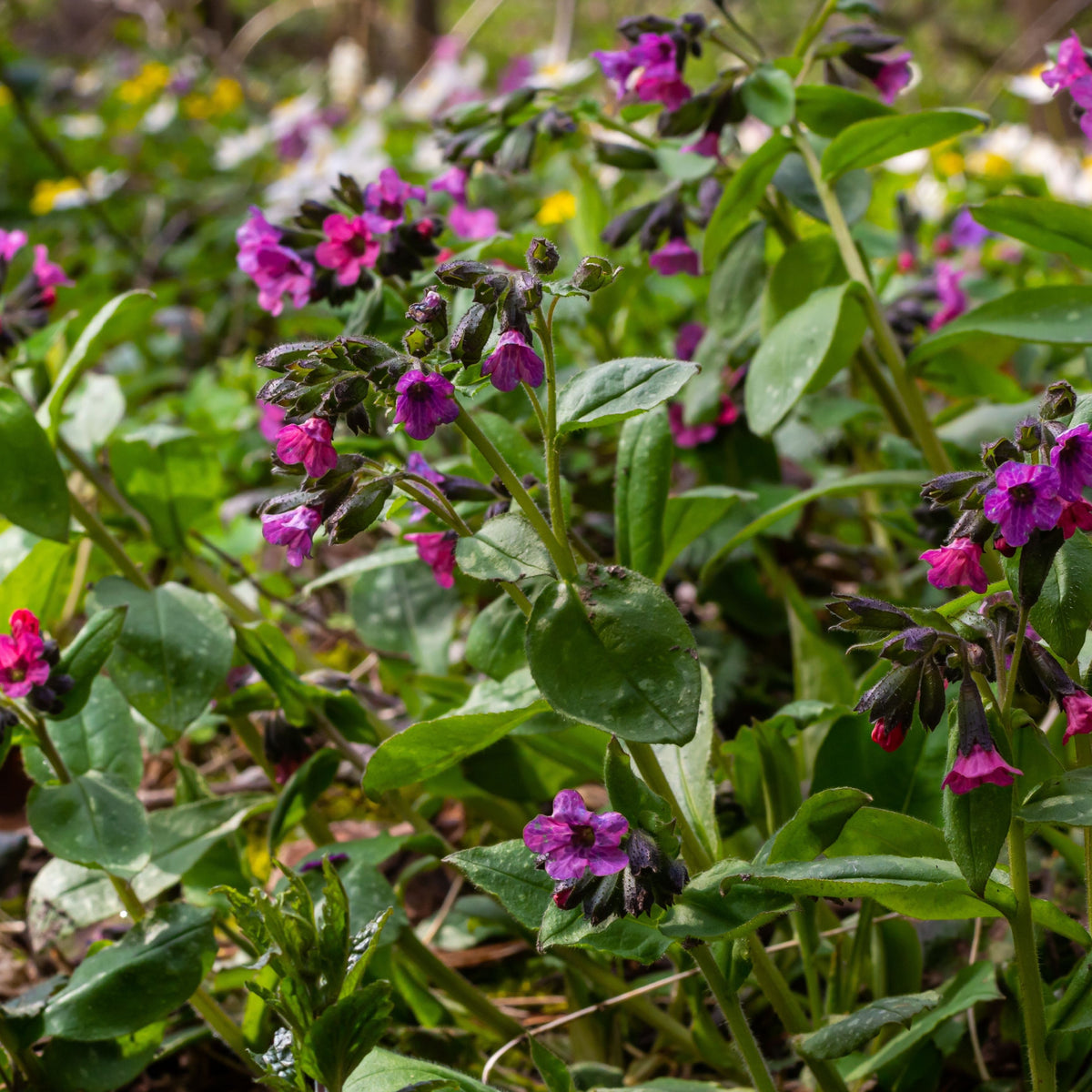 Pulmonaria &#39;Raspberry Splash&#39; 9cm/2L features purple and pink wildflowers with green leaves, growing low to the ground—an ideal, charming perennial for shaded spots in woodland gardens or plant collections.