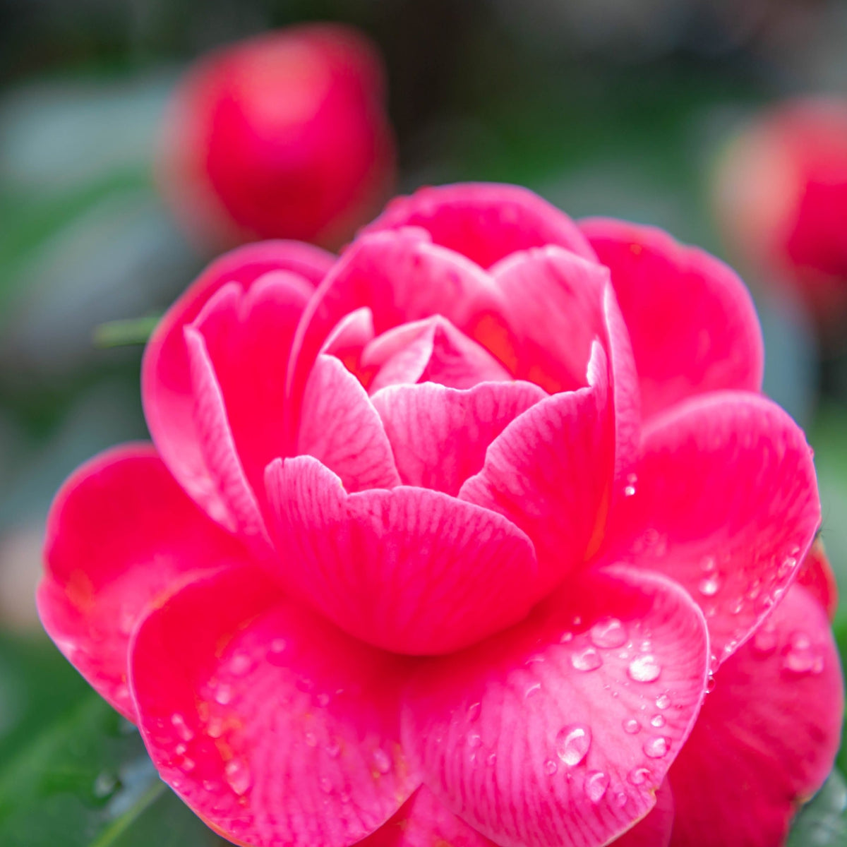 Close-up of Camellia japonica &#39;Tom Knudsen&#39; 40-50cm showing a vibrant pink flower with dew on its petals; blurred green foliage and another bloom from this evergreen shrub appear in the background.
