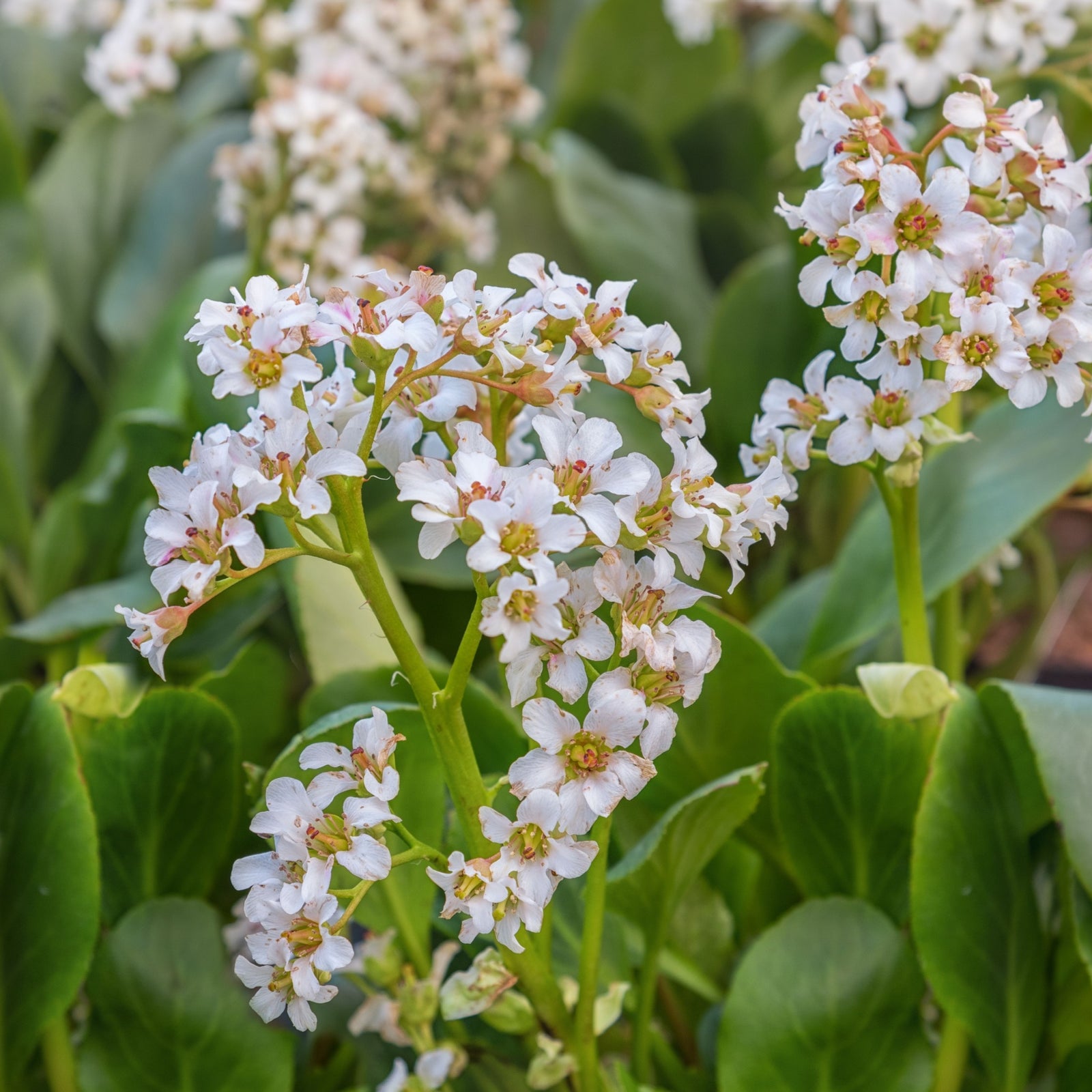 Bergenia Bressingham White 2L is an evergreen perennial with clusters of small white flowers with yellow centers on green stems, surrounded by glossy green leaves—ideal ground cover for vibrant gardens.