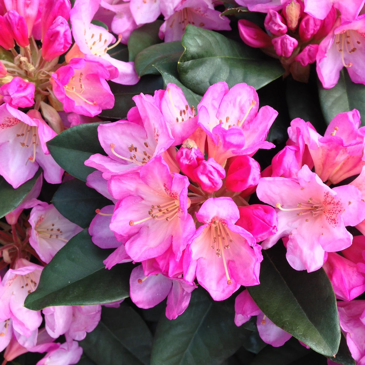 Clusters of vibrant pink flowers with delicate petals and long stamens distinguish the Rhododendron hybride &#39;Eucharitis&#39; 5L (60-70cm inc. pot), set against large, glossy green leaves.