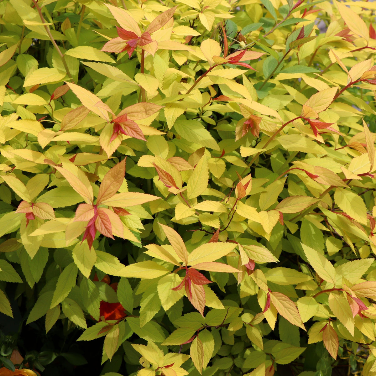 Spiraea japonica &#39;Golden Princess&#39; (9cm/1L/2L) features dense yellow-green foliage with red-pink new growth, offering vibrant contrast and a preview of its beautiful future pink flowers.