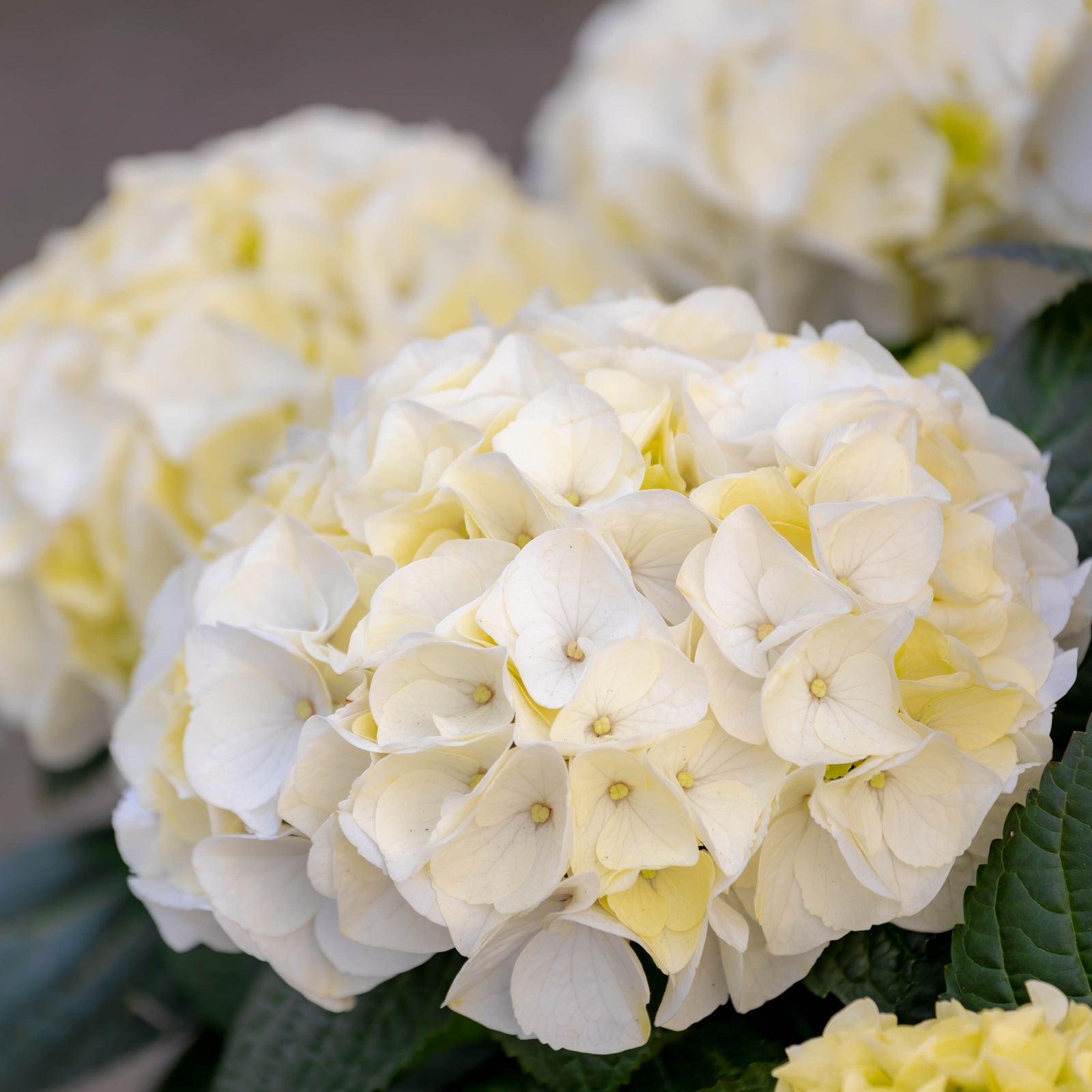 Close-up of pale yellow and white blooms of Hydrangea macrophylla Vanilla Sky 2L, a striking flowering shrub with dark green leaves and softly focused flower clusters in the background.