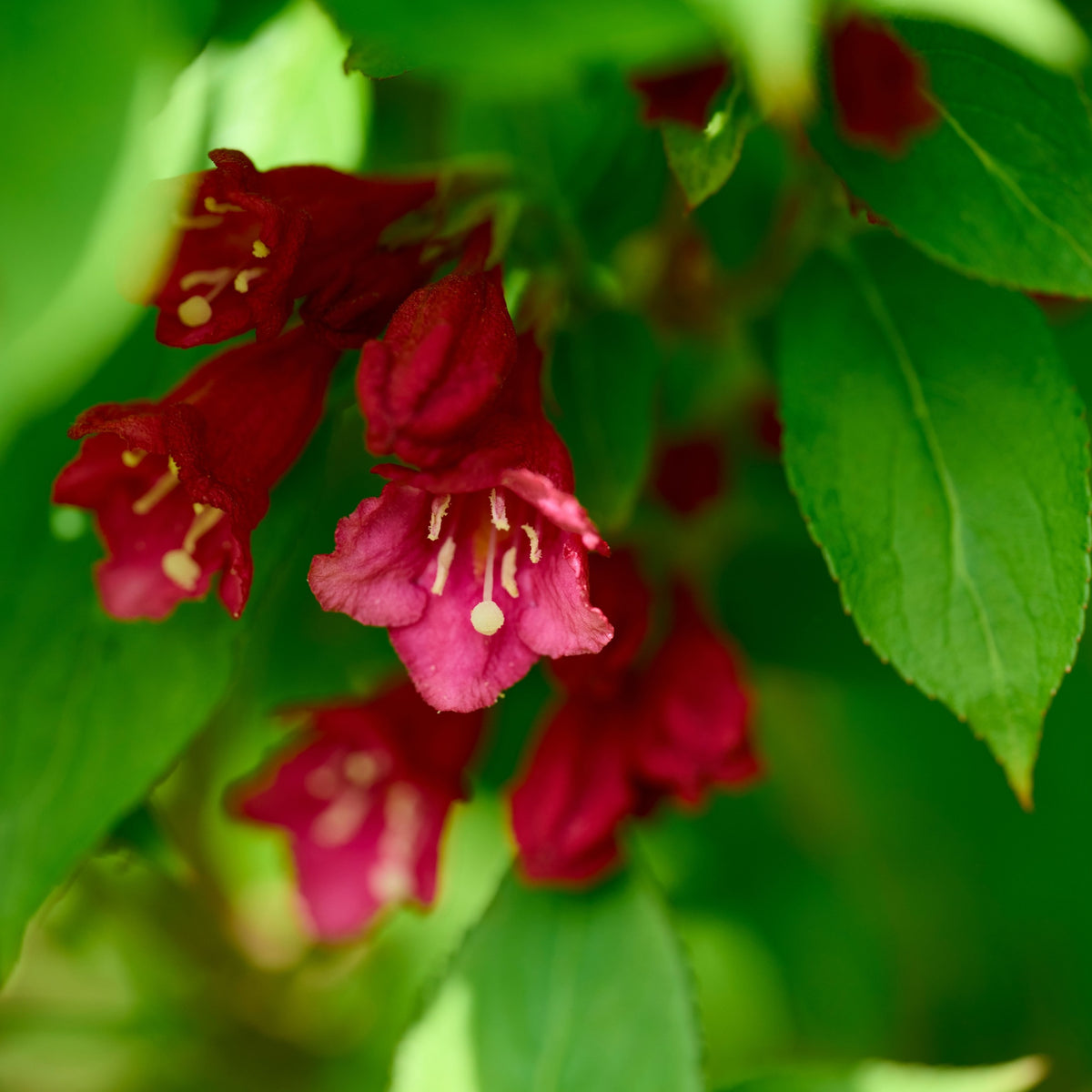 Weigela florida &#39;Cherry Love&#39; 9cm