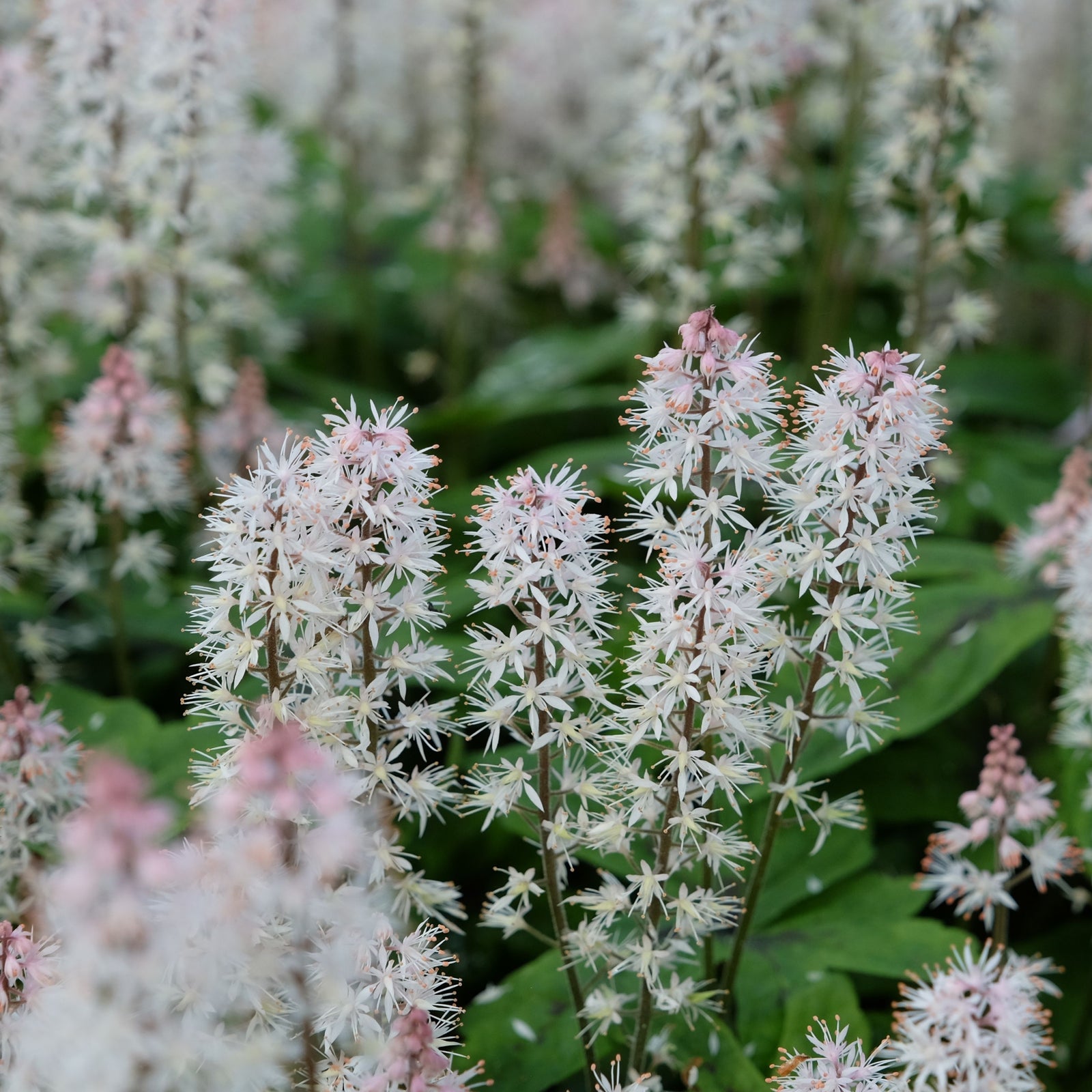 Tiarella 'Spring Symphony' 9cm / 2L features clusters of star-shaped white flowers with pale pink accents on upright stems, surrounded by green foliage—perfect for shade gardens.