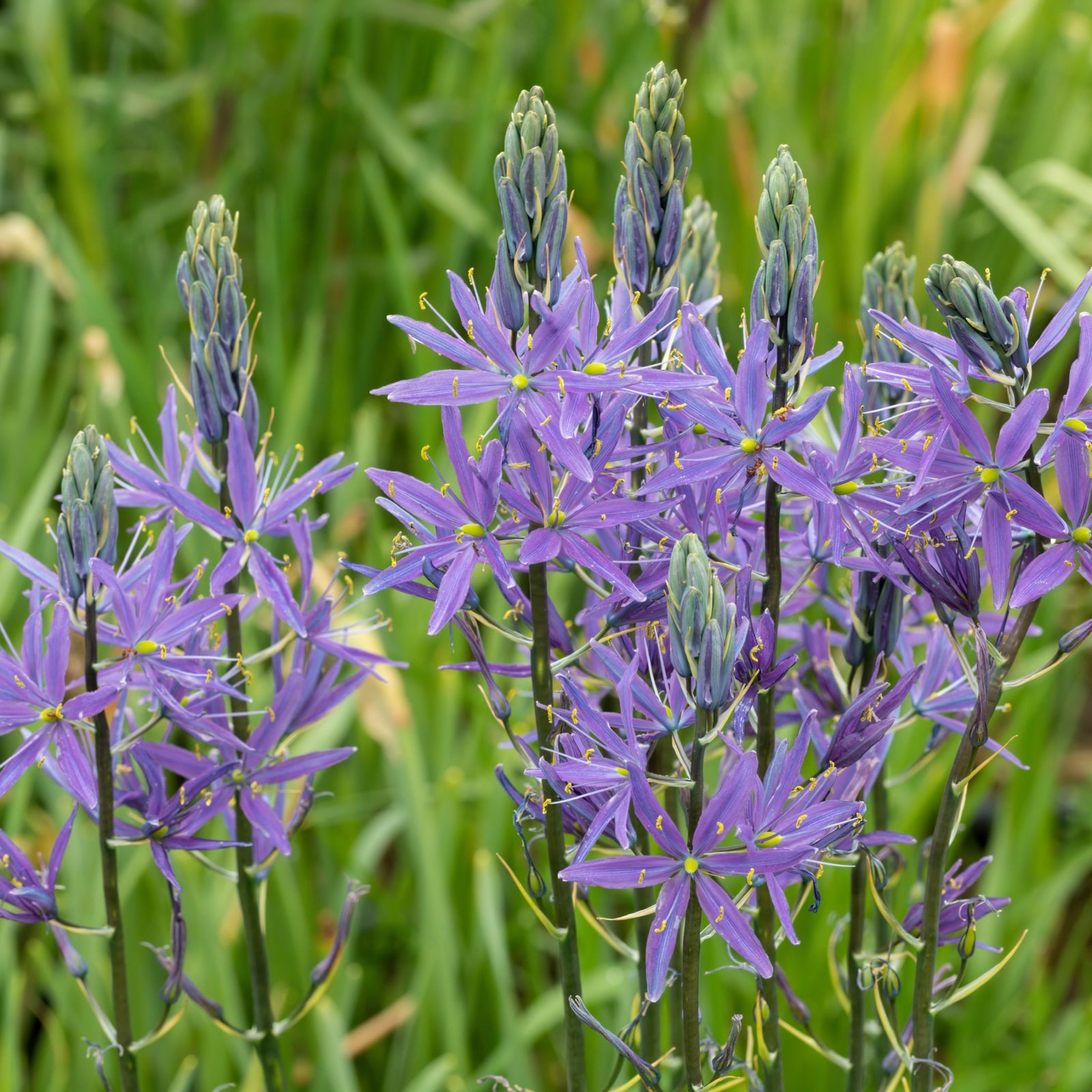 Camassia leichtlinii ‘Caerulea’ 9cm Pot