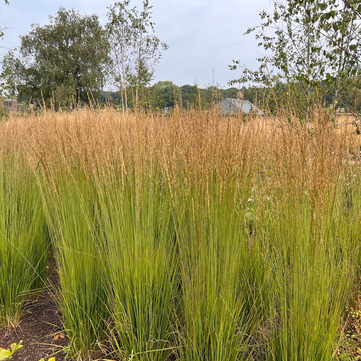 Calamagrostis x acutiflora &#39;Karl Foerster&#39; (9cm/2L) is a tall, green perennial grass with brown feathery plumes, growing in dense clumps outdoors with trees and a hazy sky in the background.