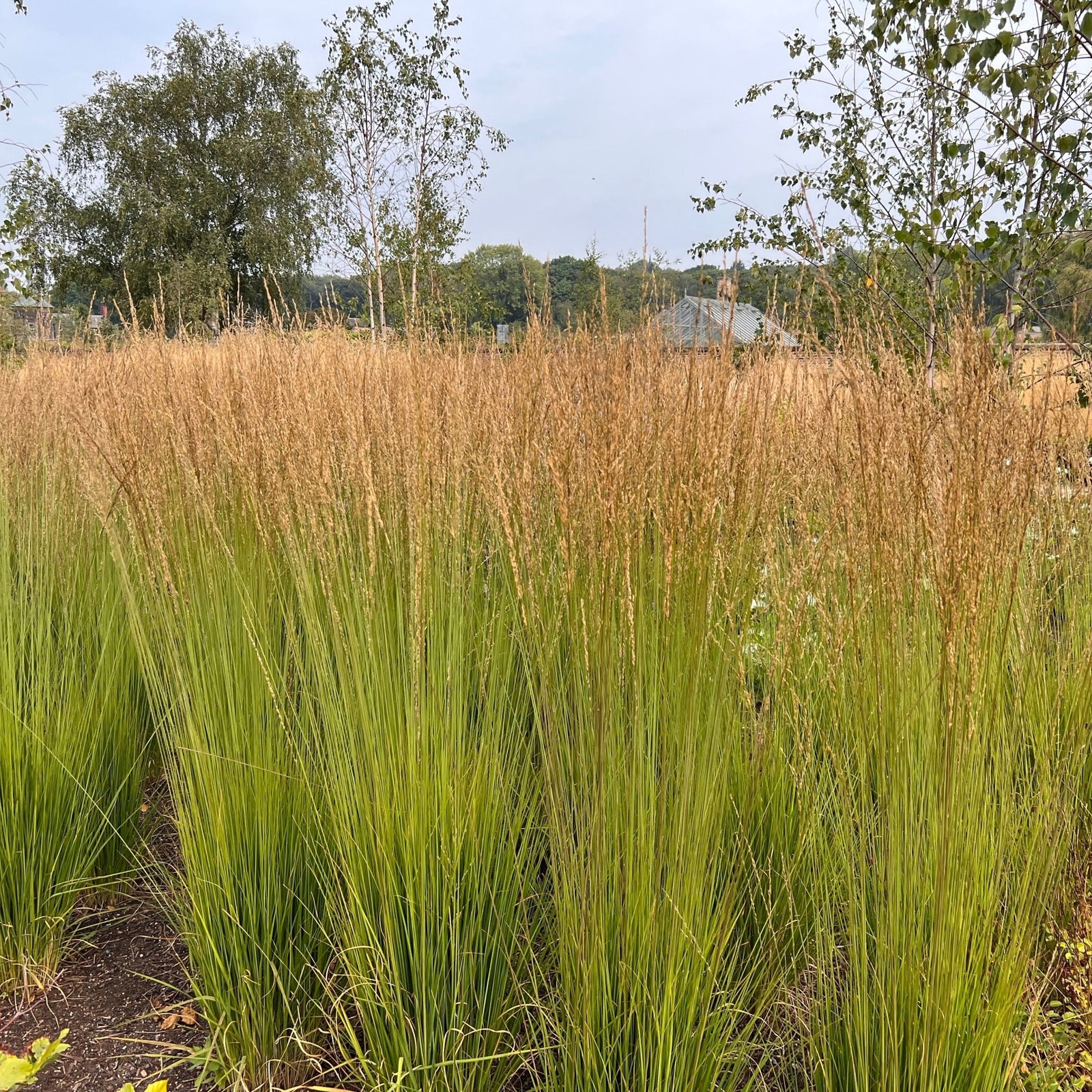 Calamagrostis x acutiflora 'Karl Foerster' (9cm/2L) is a tall, green perennial grass with brown feathery plumes, growing in dense clumps outdoors with trees and a hazy sky in the background.