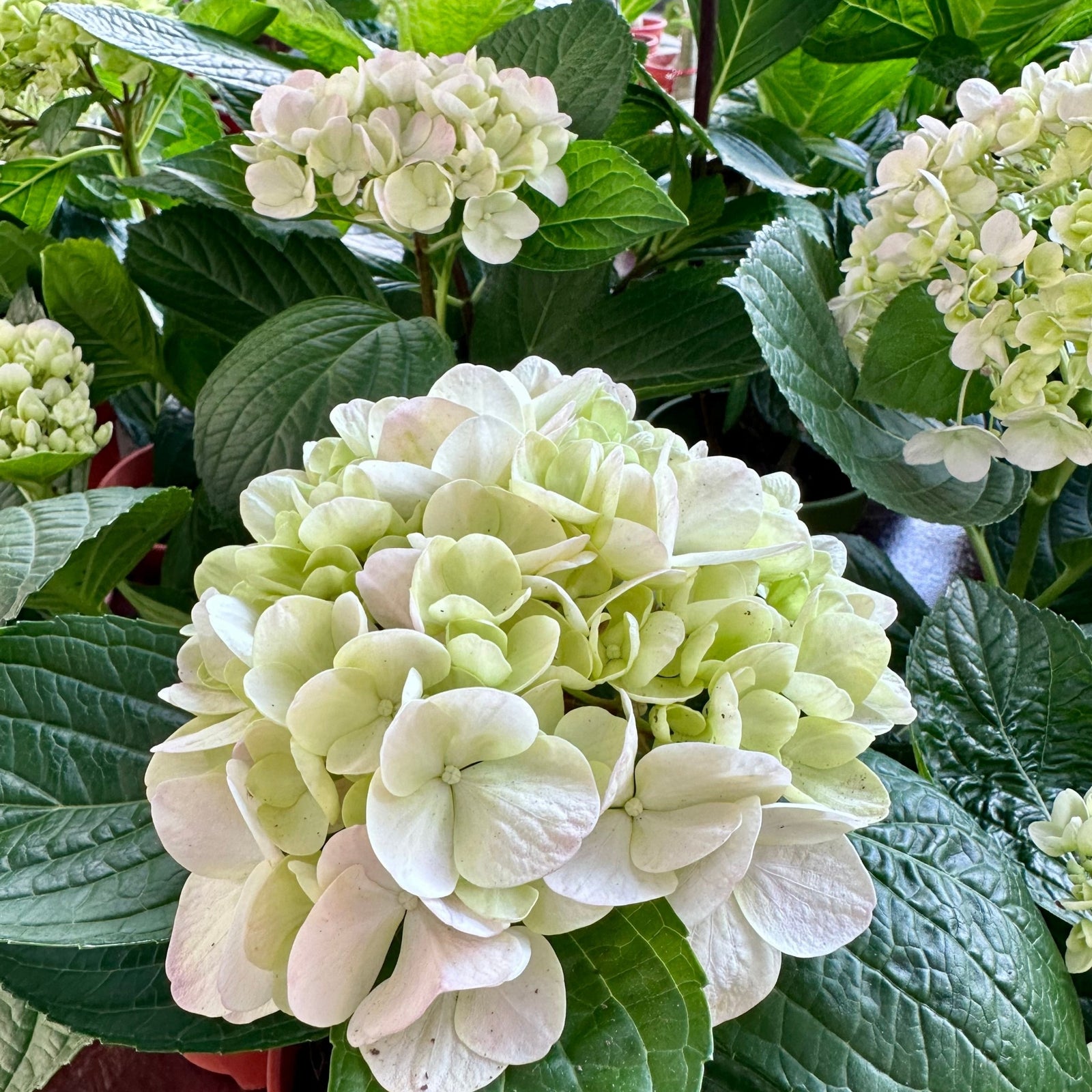 A close-up of Hydrangea macrophylla 'Madame Emile Mouillere' 9cm showcases the delicate white petals of this stunning variety.