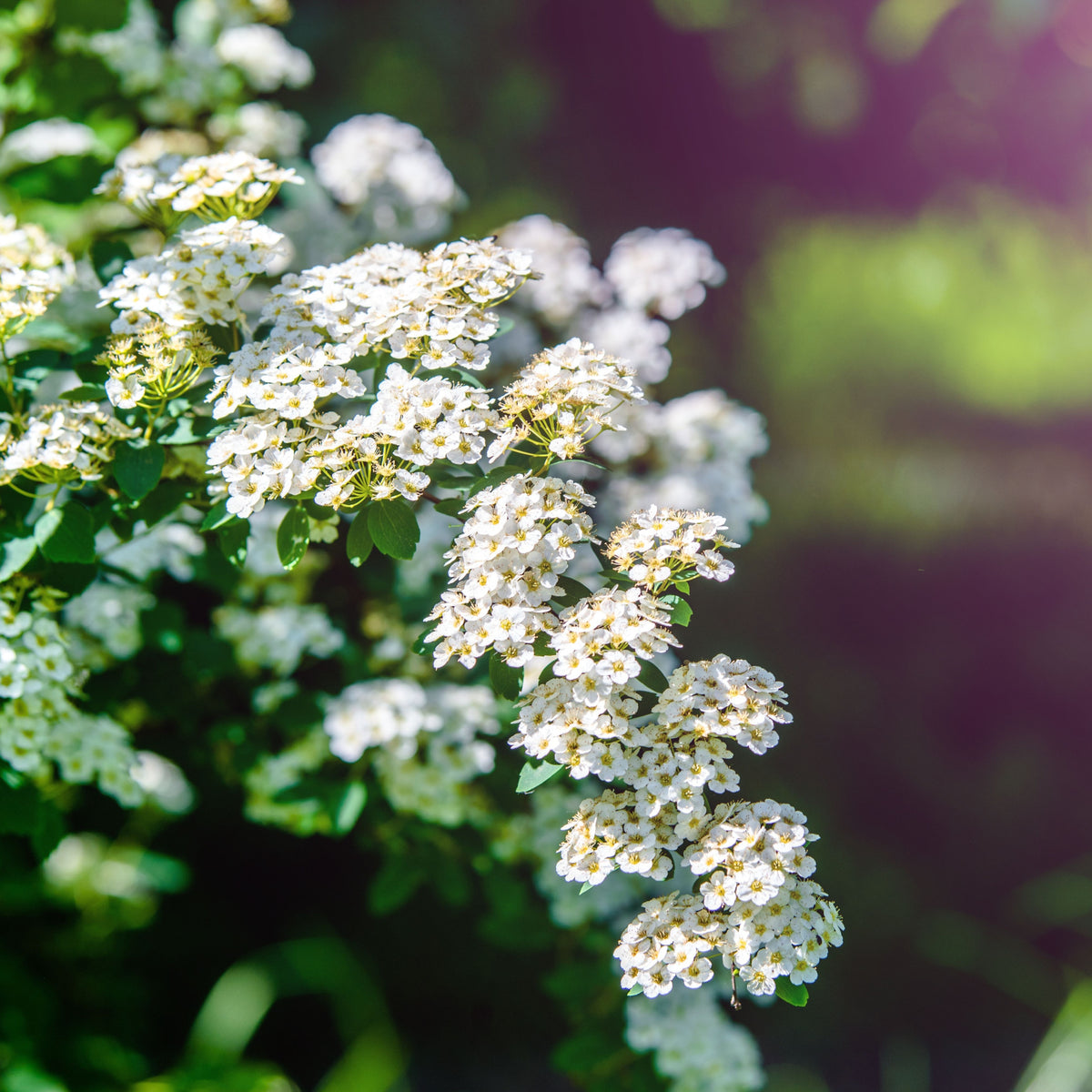 Spiraea japonica &#39;Albiflora&#39; 2L