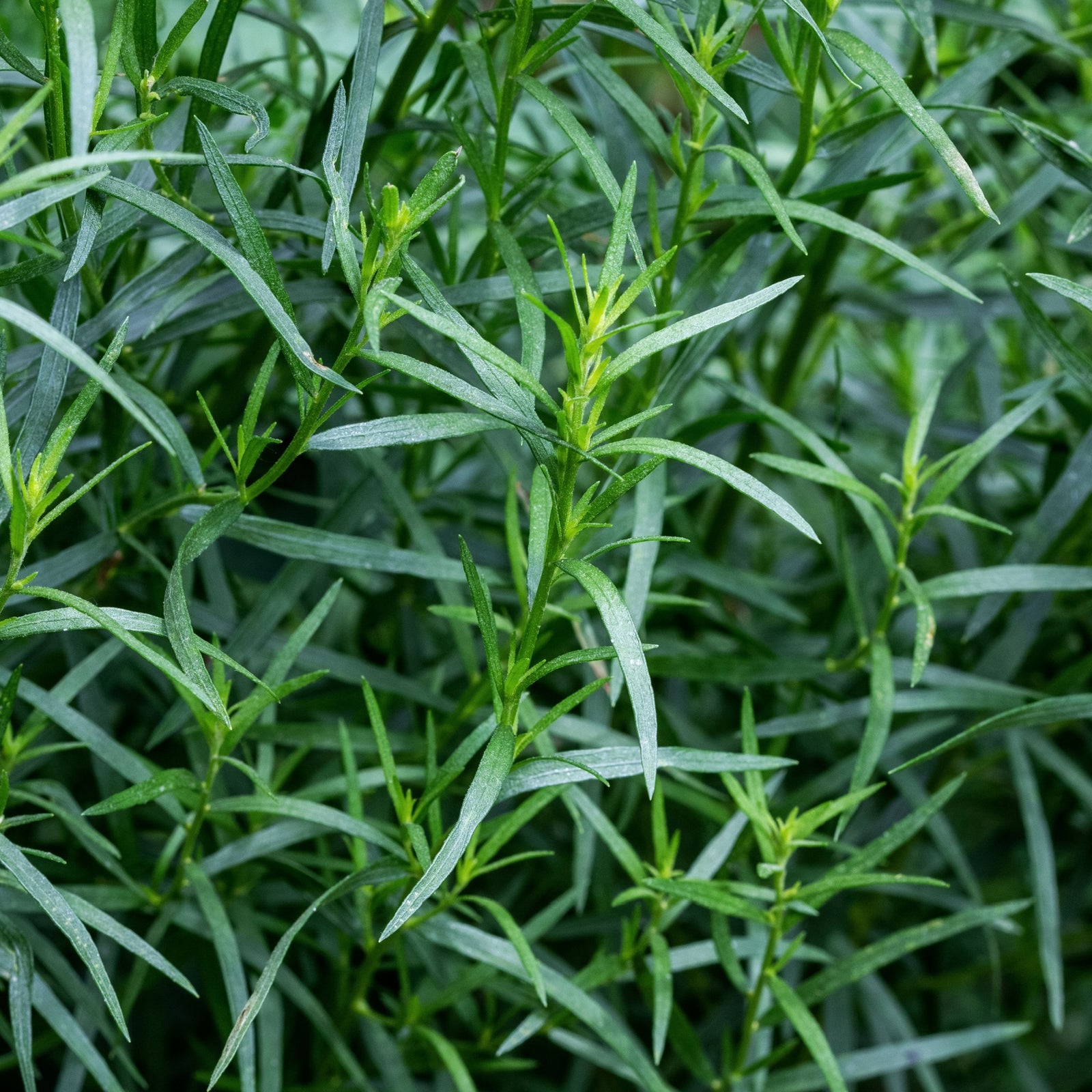 French Tarragon 9cm features dense clusters of fresh, narrow, lance-shaped green leaves that grow upright, creating a lush look—ideal for French dishes or infusing delicate herb butters.