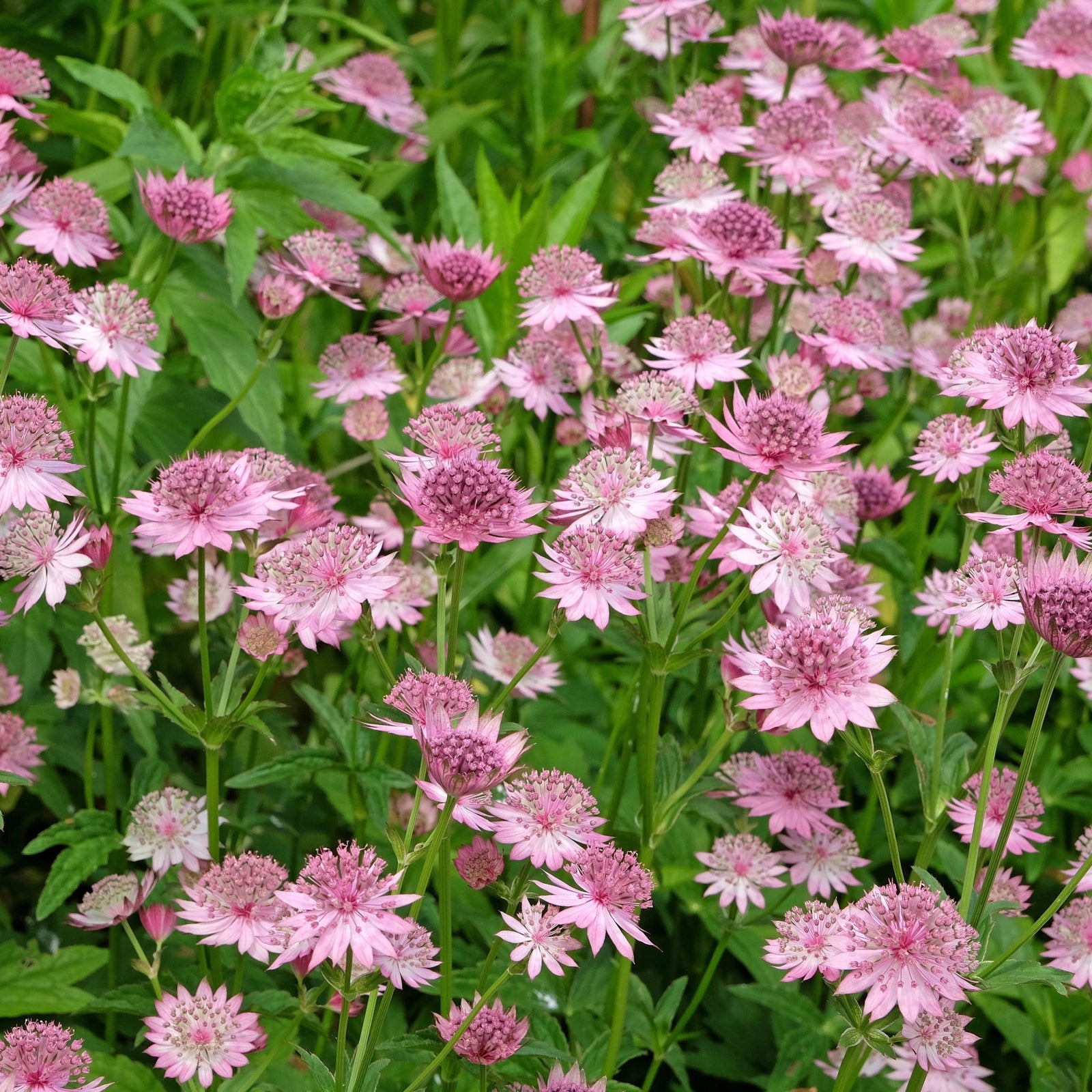 Astrantia Roma 9cm/2L is a herbaceous perennial with star-shaped pink blooms and lush green foliage, thriving in dense clusters. Ideal for cottage gardens, it brings delicate beauty and color to garden borders and beds.