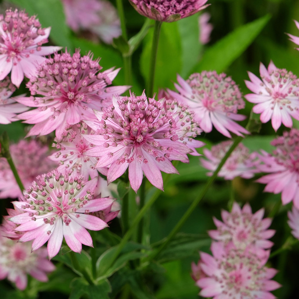 Astrantia Roma 9cm/2L features clusters of pink and white star-shaped flowers with pointed petals and spiky centers. This elegant herbaceous perennial is ideal for cottage gardens, complemented by green leaves and stems.
