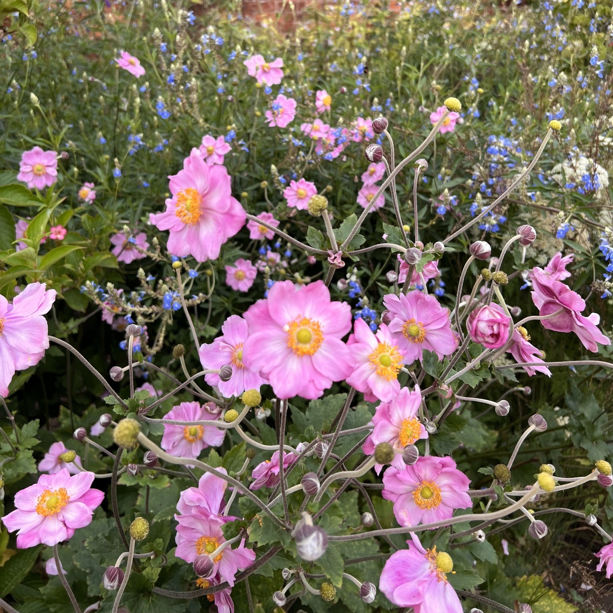 Anemone x hybrida 'Queen Charlotte' (Young Perennial) PRE ORDER SPRING '26
