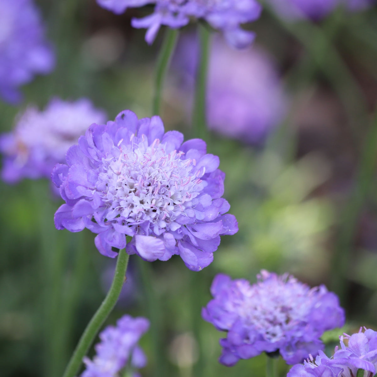 Scabious columbaria &#39;Butterfly Blue&#39; (Young Perennial) PRE ORDER SPRING &#39;26