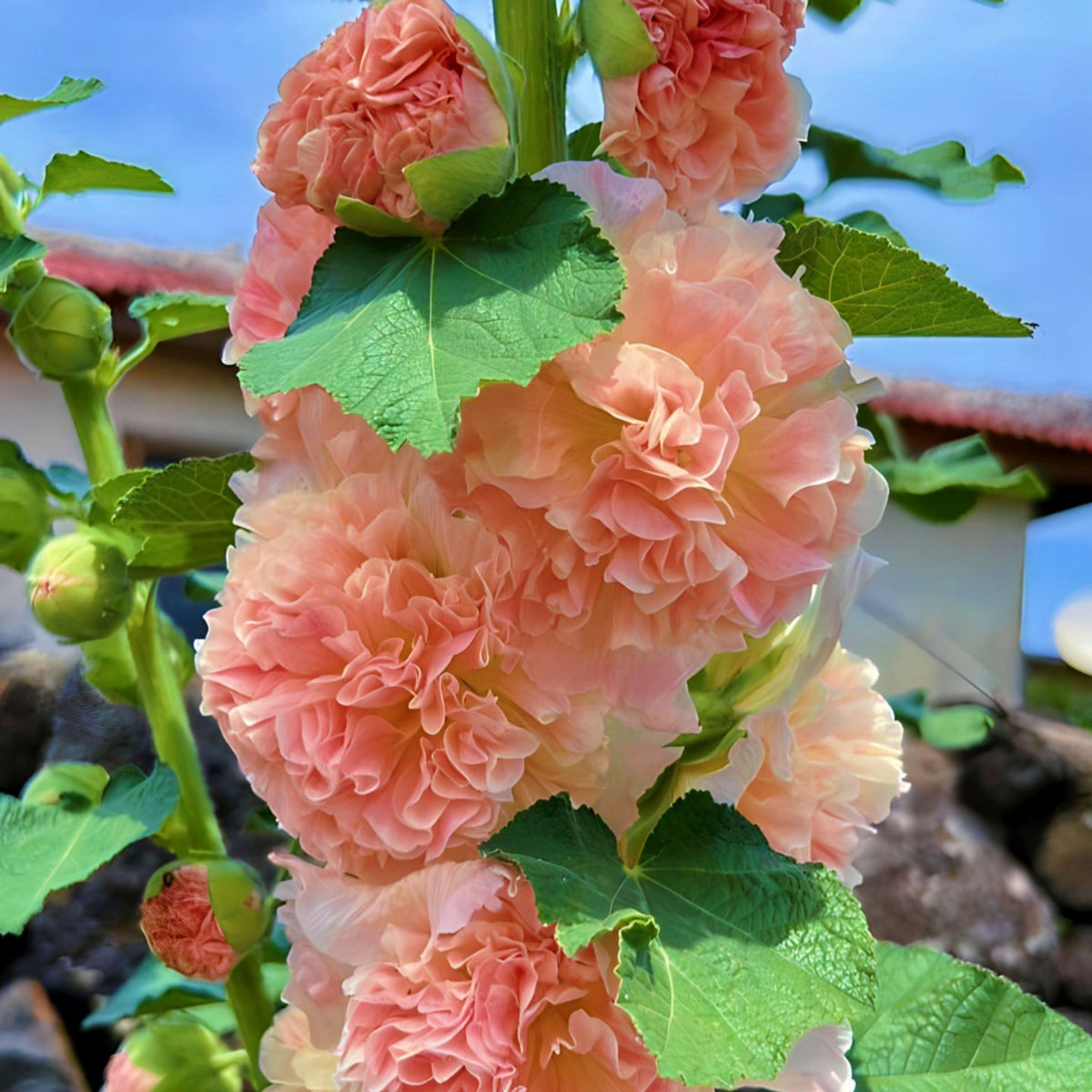 Hollyhock (Alcea) &#39;Chater&#39;s Apricot &#39; 9cm/1.5L/2L
