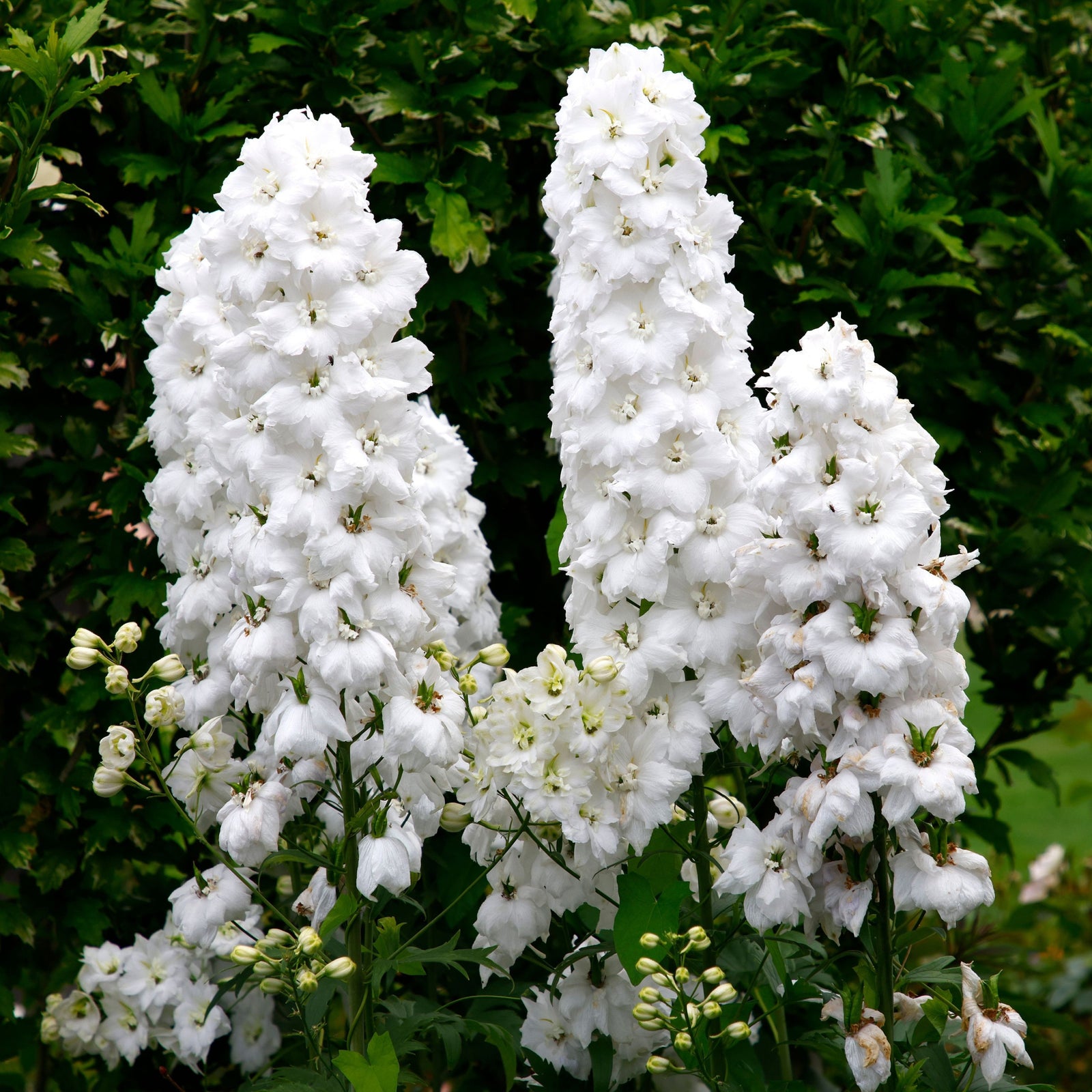 Delphinium 'Magic Fountain White' 9cm/1.5L/3L