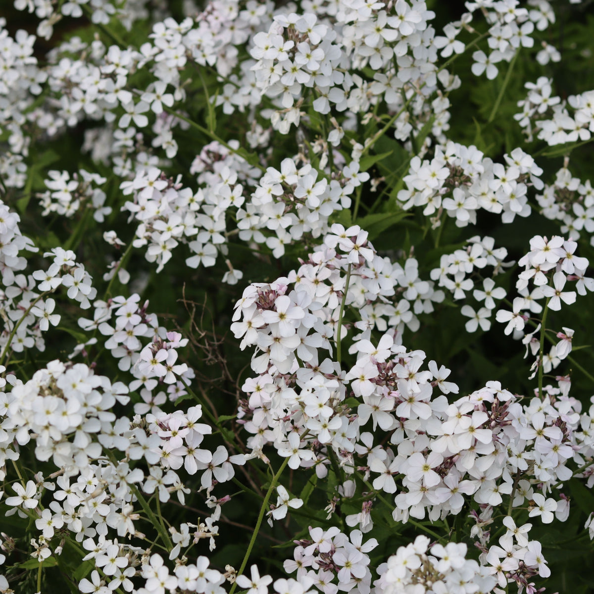 Hesperis matronalis var.albiflora 9cm/2L